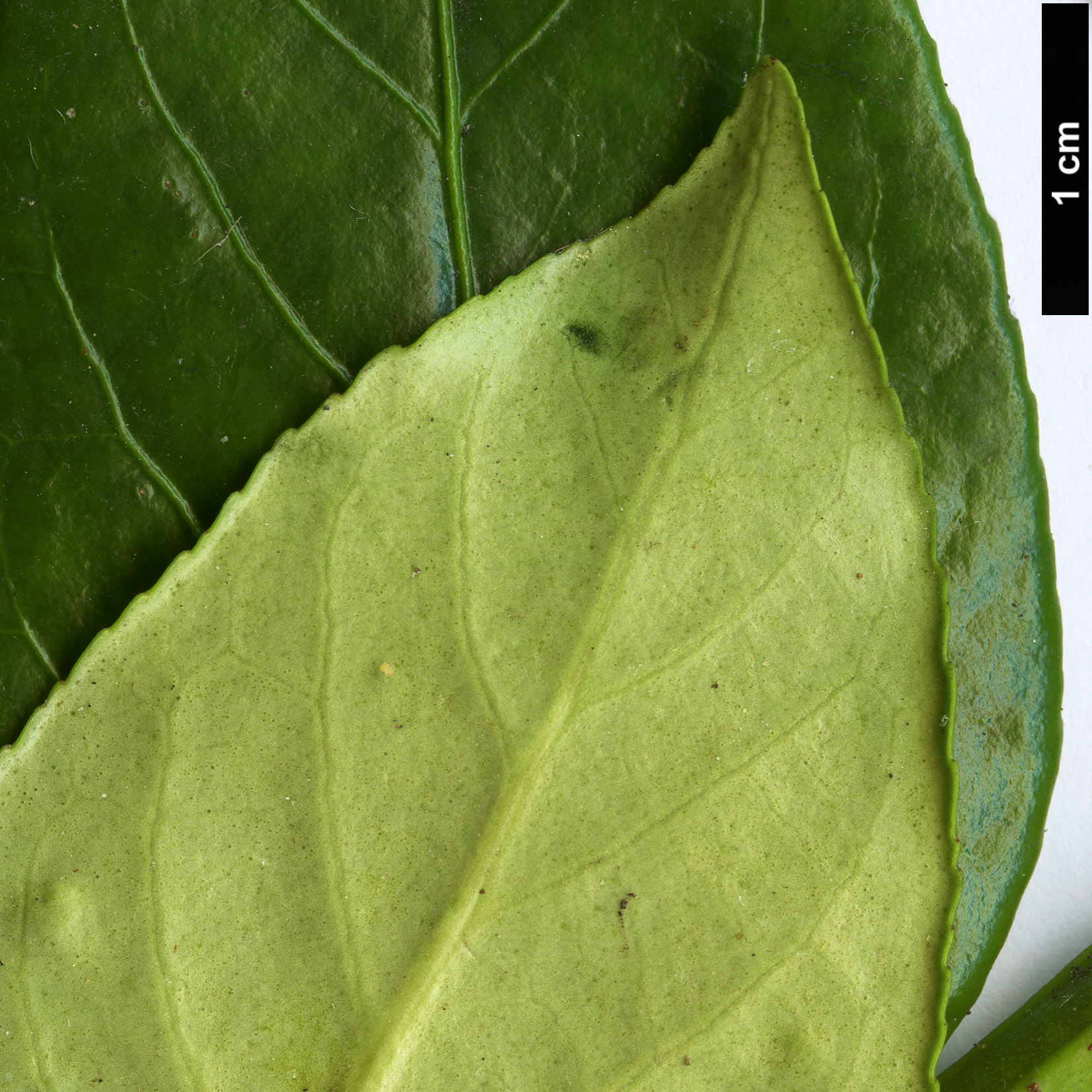 High resolution image: Family: Celastraceae - Genus: Euonymus - Taxon: aculeolus