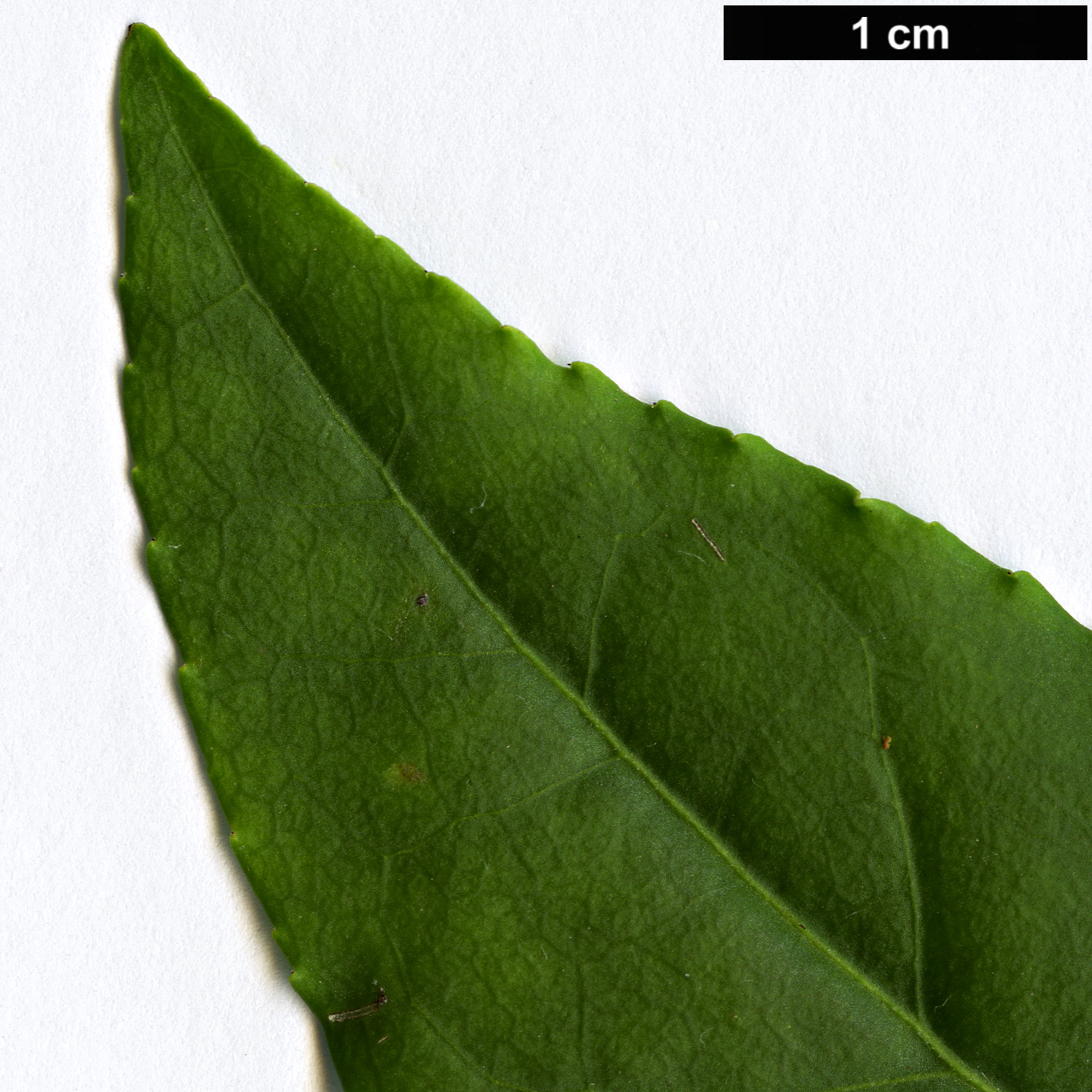 High resolution image: Family: Celastraceae - Genus: Euonymus - Taxon: americanus