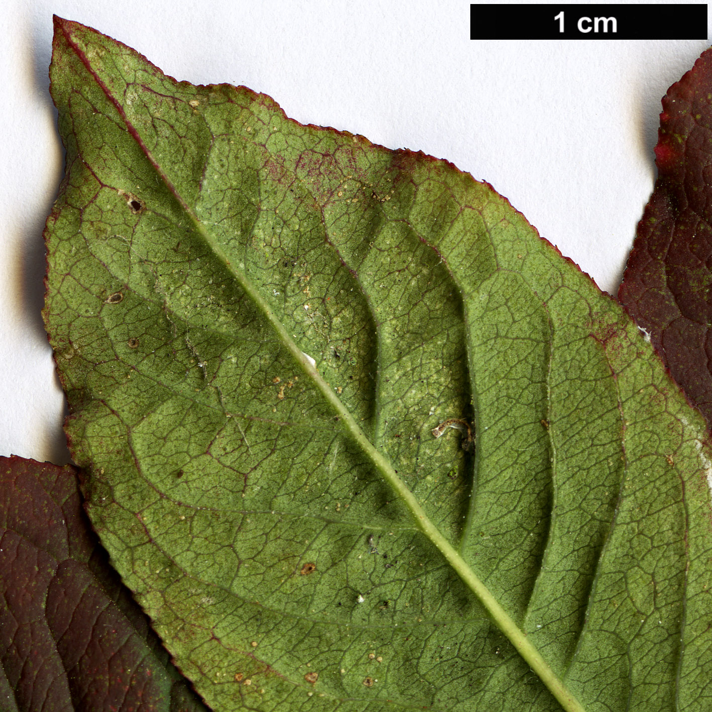 High resolution image: Family: Celastraceae - Genus: Euonymus - Taxon: atropurpureus