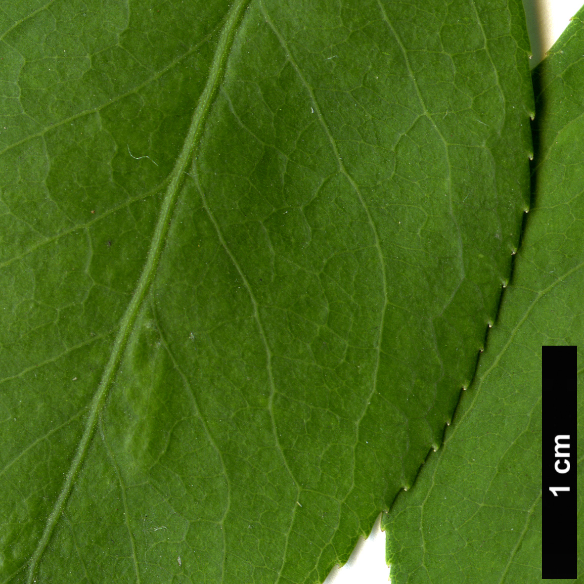High resolution image: Family: Celastraceae - Genus: Euonymus - Taxon: bungeanus