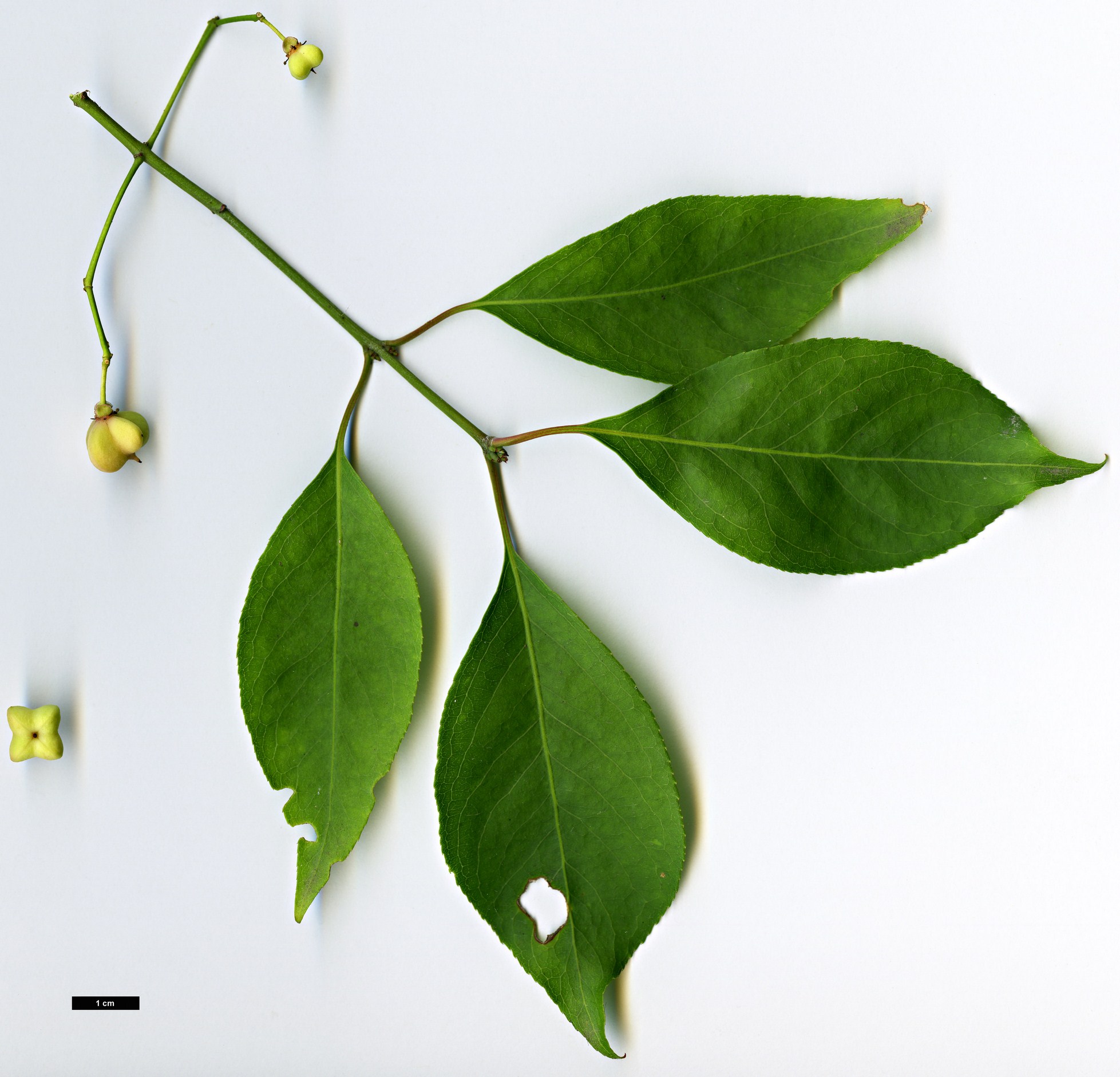 High resolution image: Family: Celastraceae - Genus: Euonymus - Taxon: bungeanus