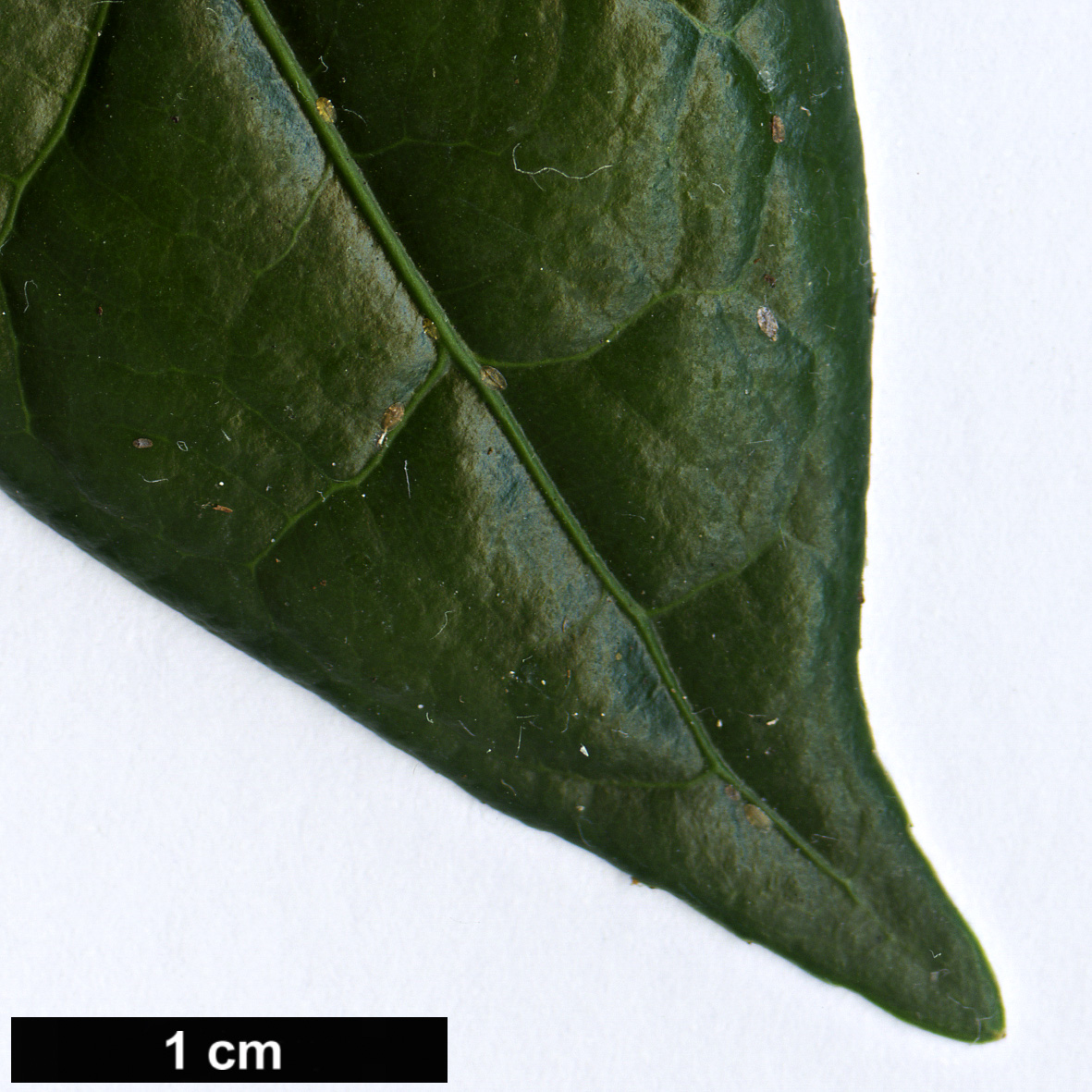 High resolution image: Family: Celastraceae - Genus: Euonymus - Taxon: ceratophorus
