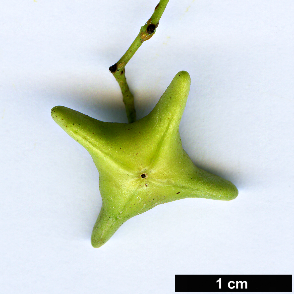 High resolution image: Family: Celastraceae - Genus: Euonymus - Taxon: ceratophorus