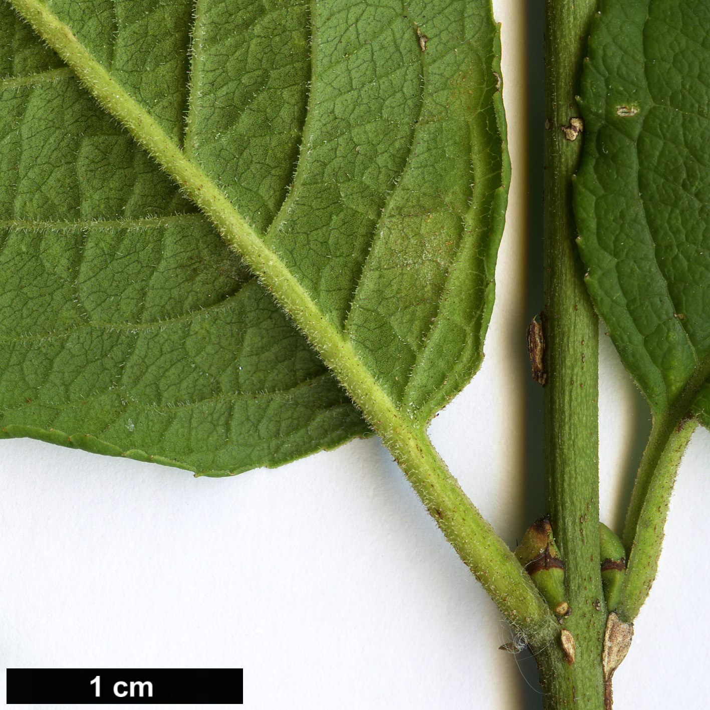 High resolution image: Family: Celastraceae - Genus: Euonymus - Taxon: europaeus