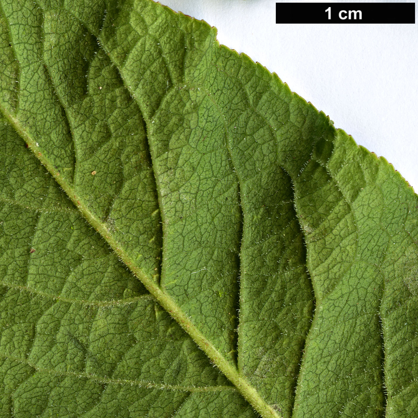High resolution image: Family: Celastraceae - Genus: Euonymus - Taxon: europaeus