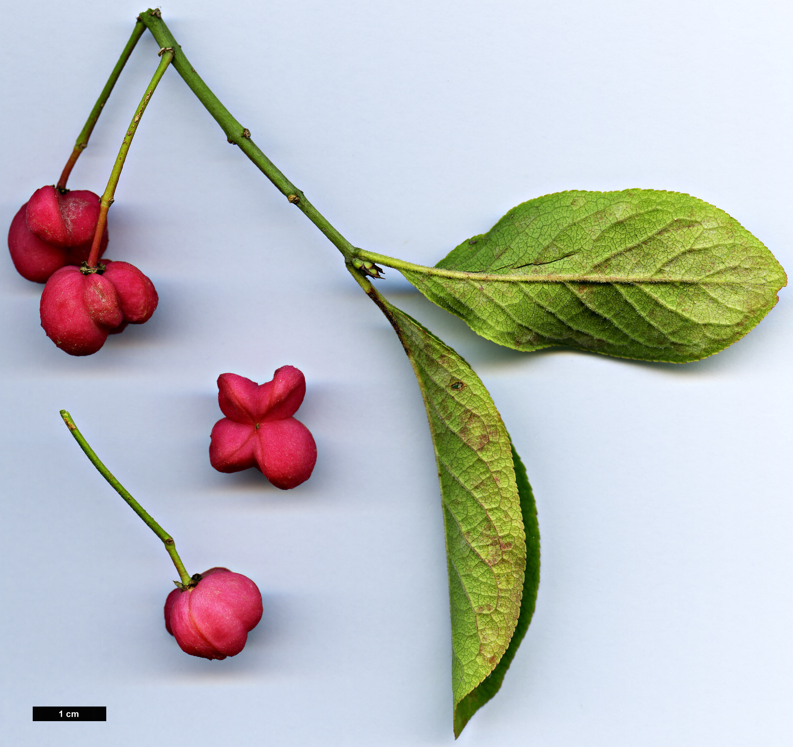 High resolution image: Family: Celastraceae - Genus: Euonymus - Taxon: europaeus