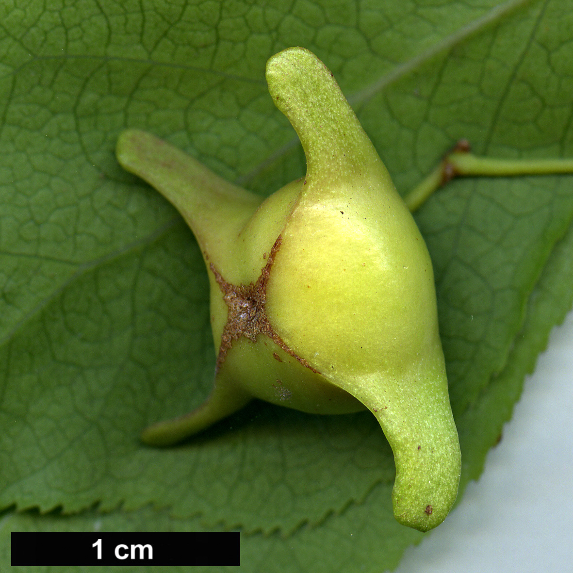 High resolution image: Family: Celastraceae - Genus: Euonymus - Taxon: fimbriatus