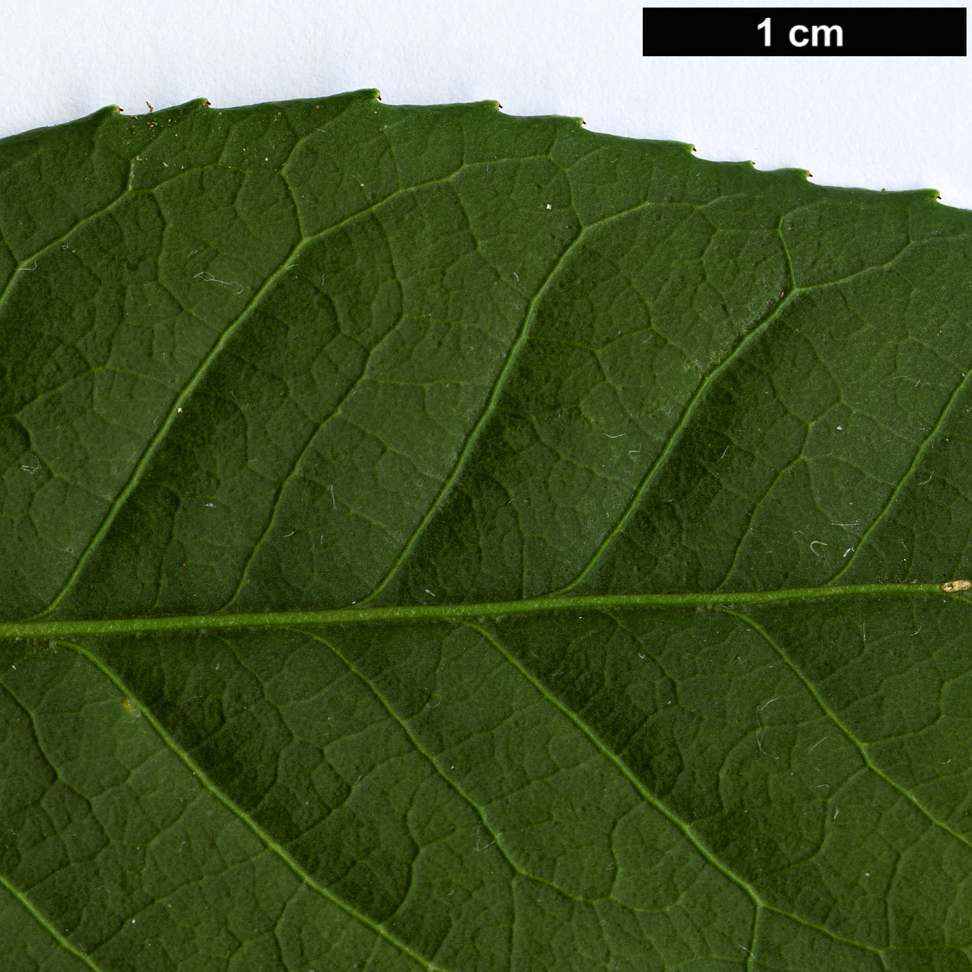 High resolution image: Family: Celastraceae - Genus: Euonymus - Taxon: frigidus