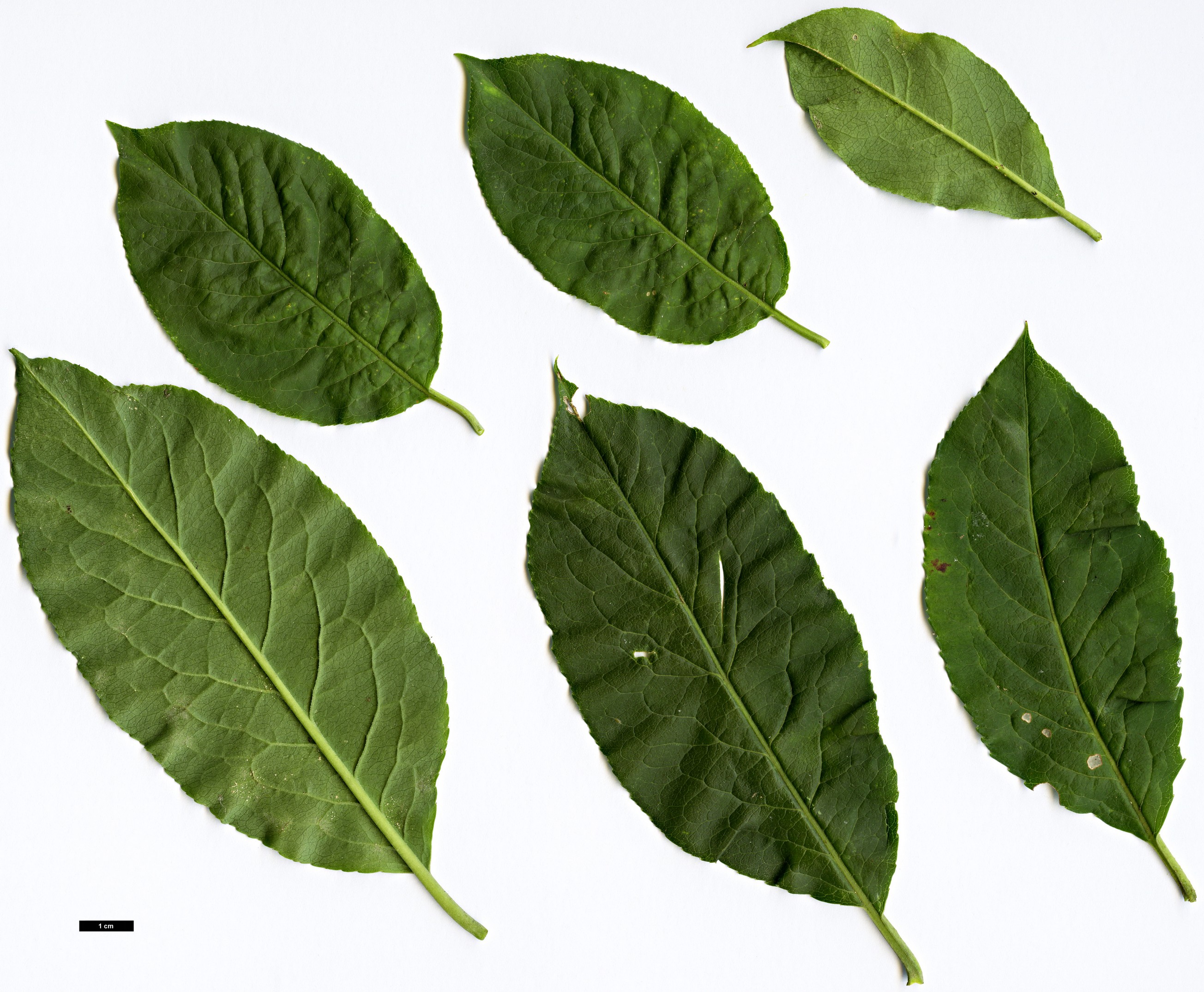 High resolution image: Family: Celastraceae - Genus: Euonymus - Taxon: hamiltonianus