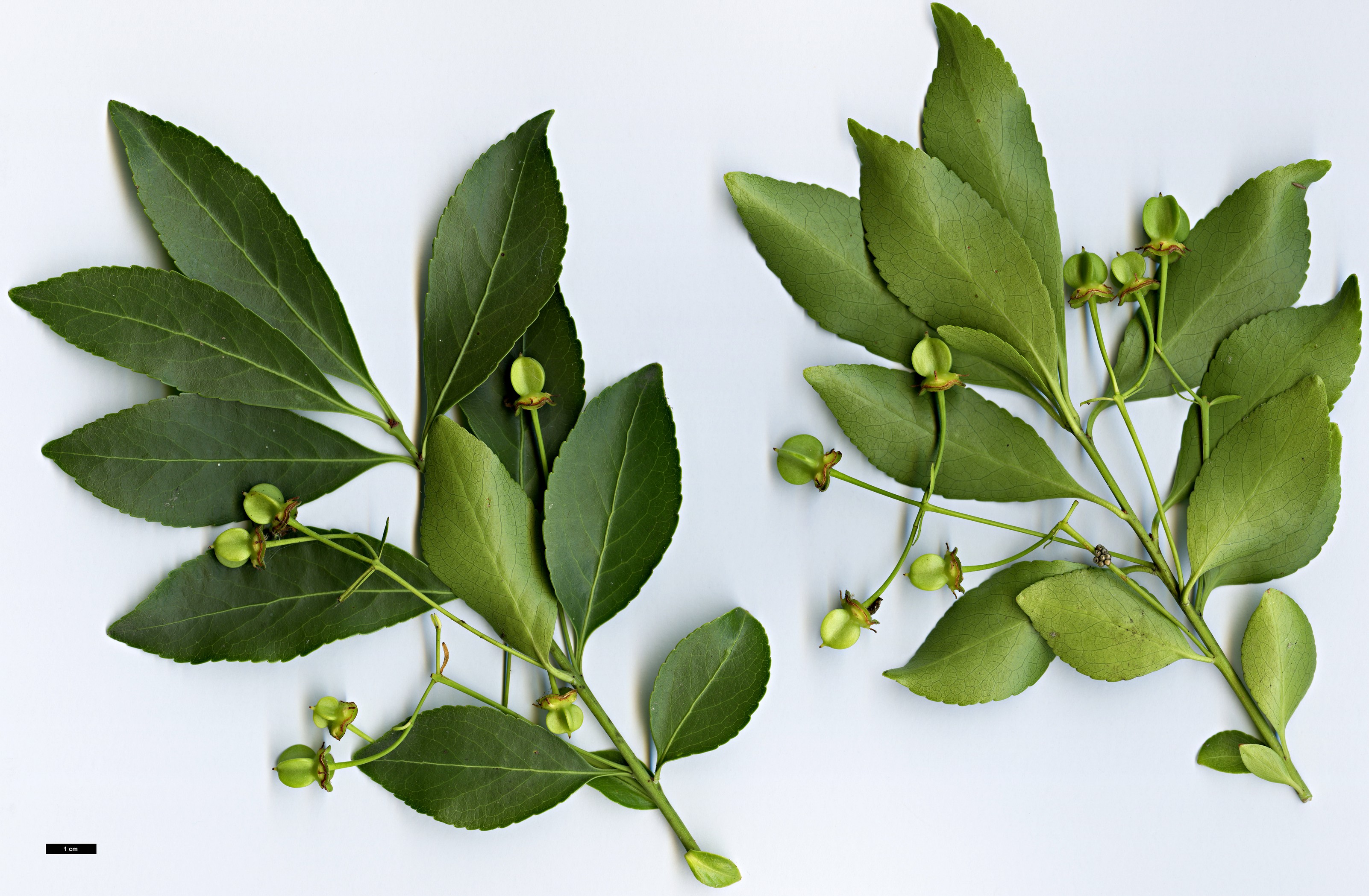 High resolution image: Family: Celastraceae - Genus: Euonymus - Taxon: huangii - SpeciesSub: WAIT