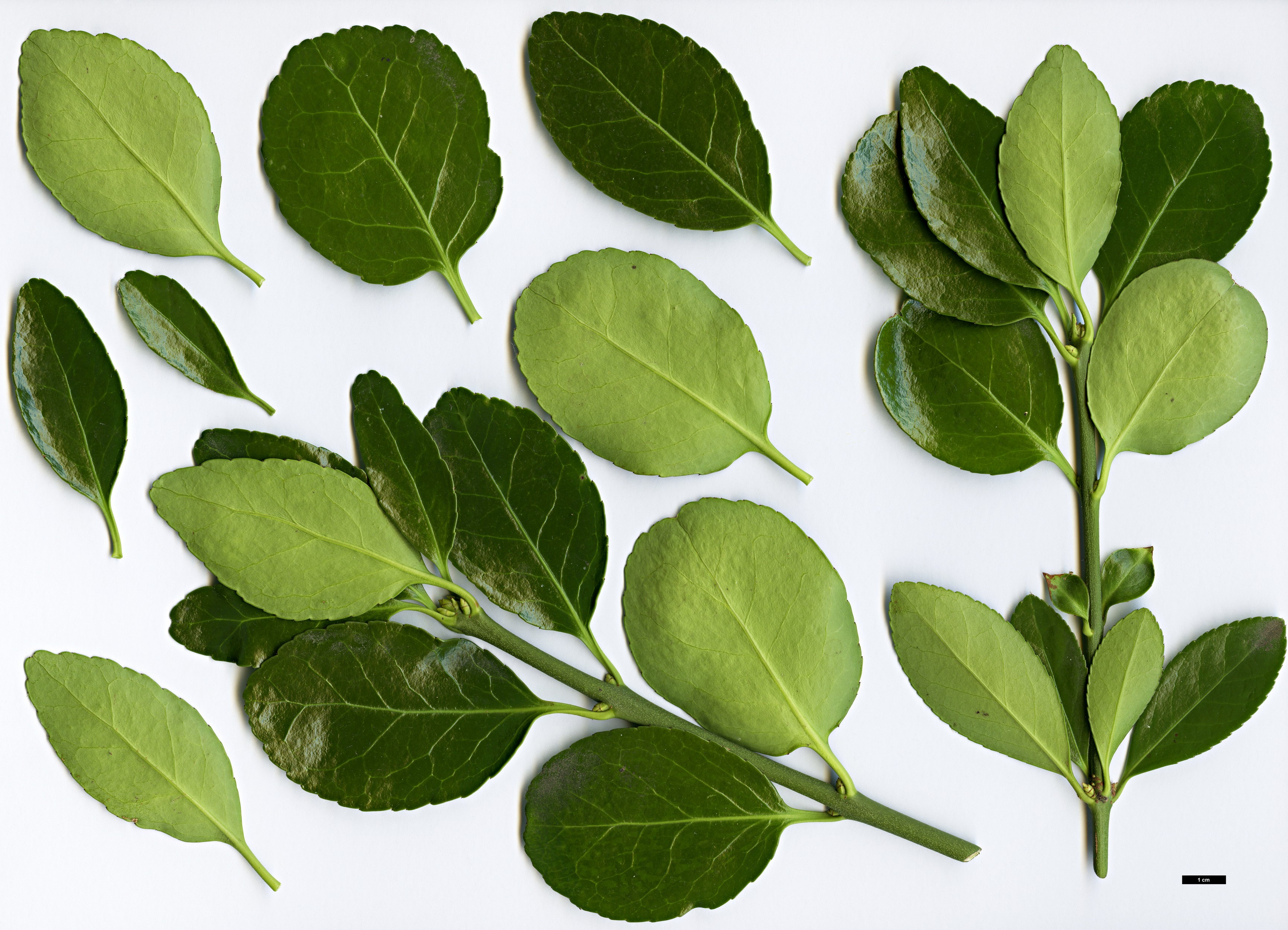 High resolution image: Family: Celastraceae - Genus: Euonymus - Taxon: japonicus High resolution image: Family: Celastraceae - Genus: Euonymus - Taxon: japonicus