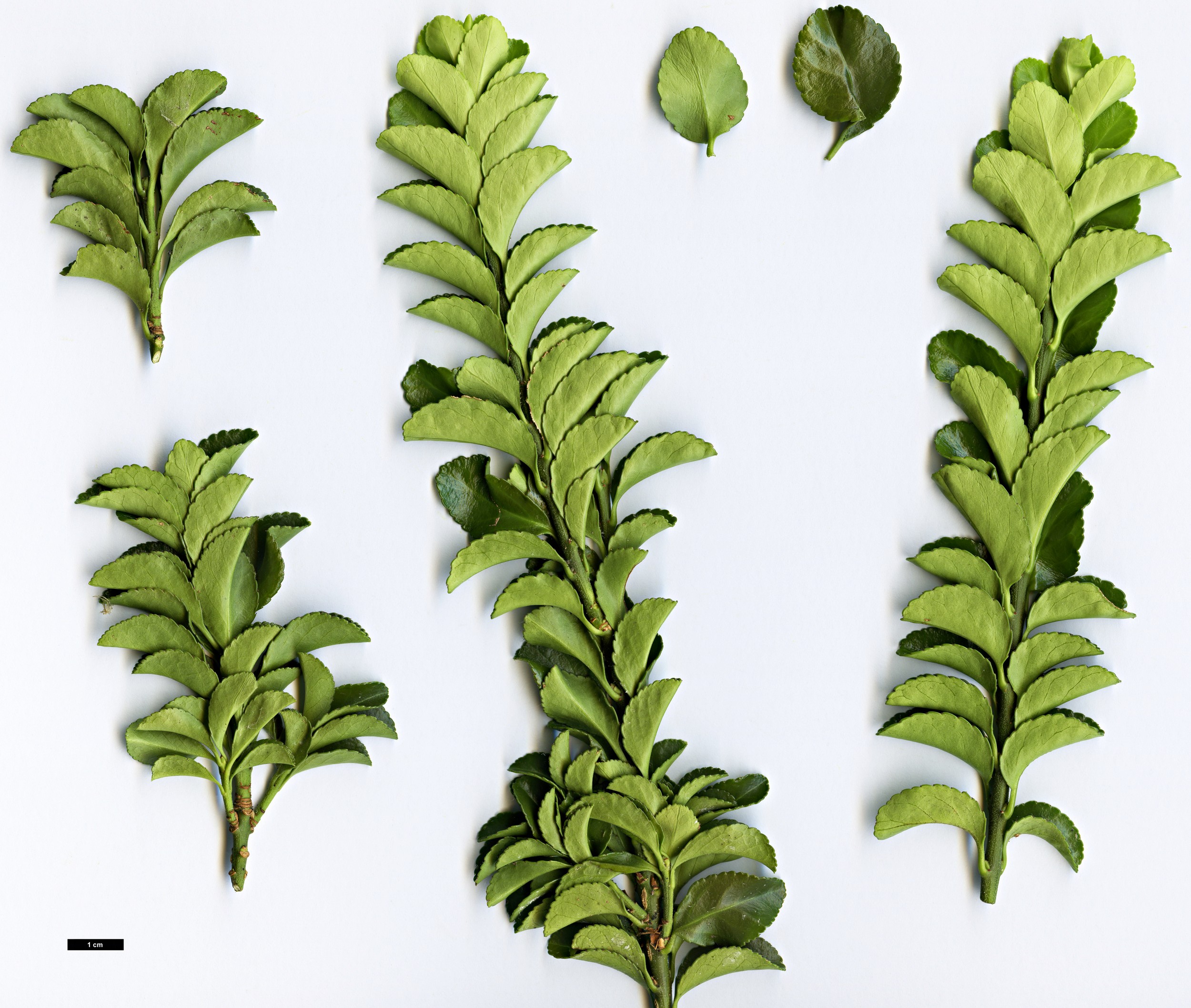 High resolution image: Family: Celastraceae - Genus: Euonymus - Taxon: japonicus - SpeciesSub: ’Benkomasaki’ High resolution image: Family: Celastraceae - Genus: Euonymus - Taxon: japonicus - SpeciesSub: ’Benkomasaki’