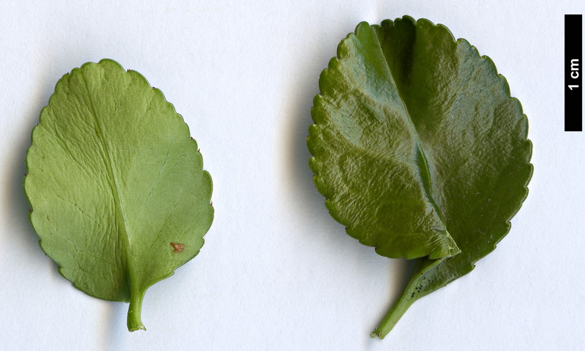High resolution image: Family: Celastraceae - Genus: Euonymus - Taxon: japonicus - SpeciesSub: ’Benkomasaki’ High resolution image: Family: Celastraceae - Genus: Euonymus - Taxon: japonicus - SpeciesSub: ’Benkomasaki’