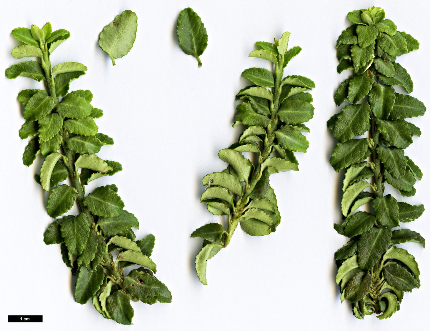 High resolution image: Family: Celastraceae - Genus: Euonymus - Taxon: japonicus - SpeciesSub: ’Rykoyo’