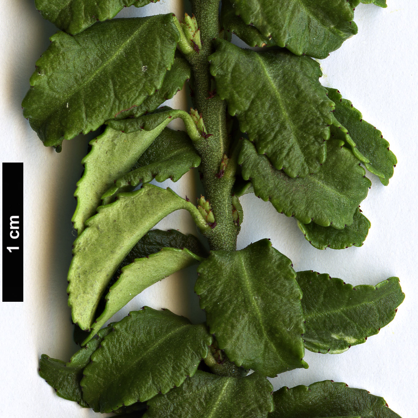 High resolution image: Family: Celastraceae - Genus: Euonymus - Taxon: japonicus - SpeciesSub: ’Rykoyo’ High resolution image: Family: Celastraceae - Genus: Euonymus - Taxon: japonicus - SpeciesSub: ’Rykoyo’