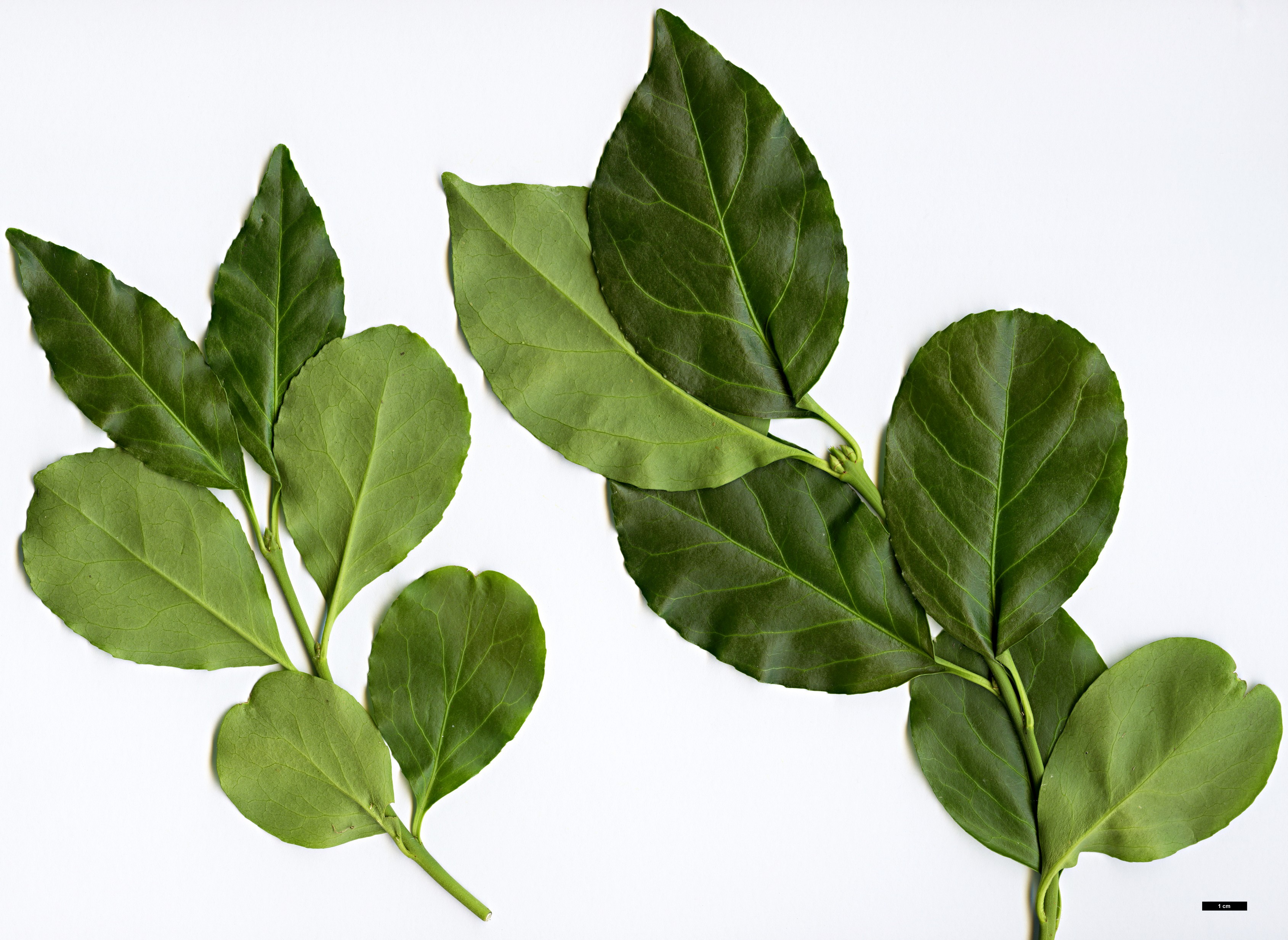 High resolution image: Family: Celastraceae - Genus: Euonymus - Taxon: kiautschovicus High resolution image: Family: Celastraceae - Genus: Euonymus - Taxon: kiautschovicus