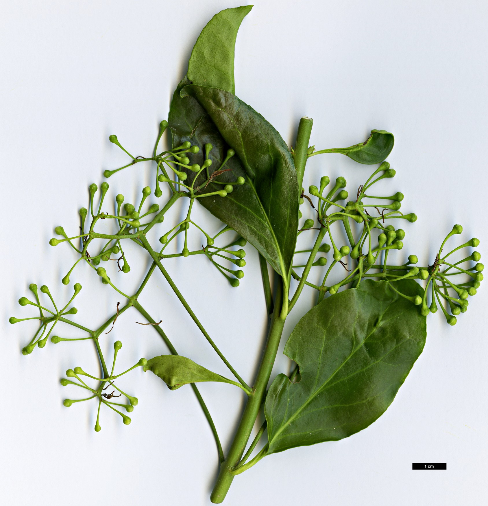 High resolution image: Family: Celastraceae - Genus: Euonymus - Taxon: kiautschovicus