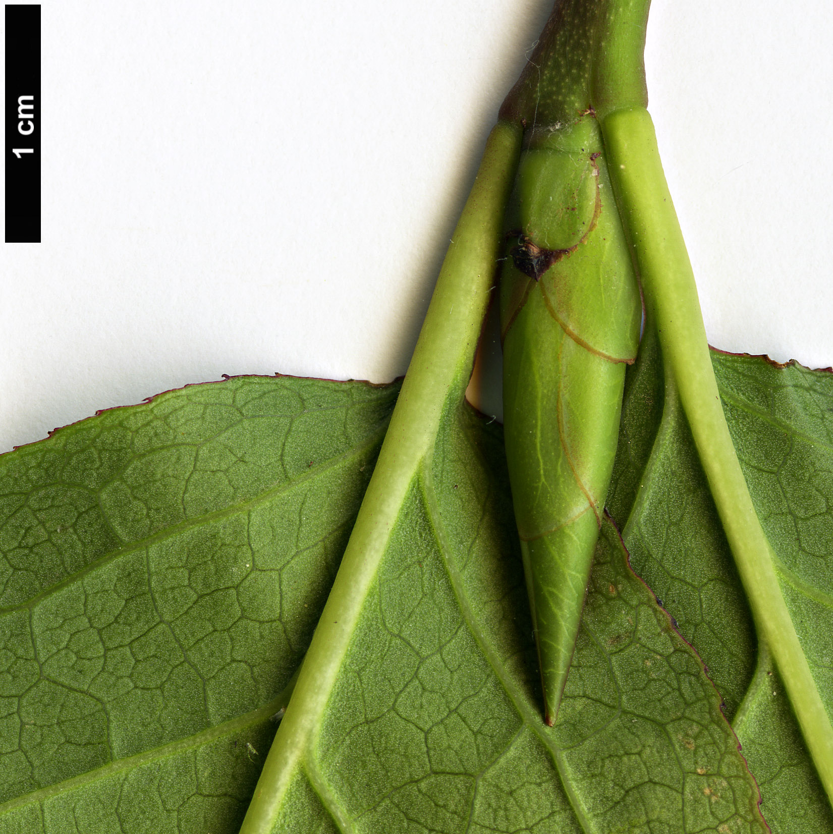 High resolution image: Family: Celastraceae - Genus: Euonymus - Taxon: latifolius