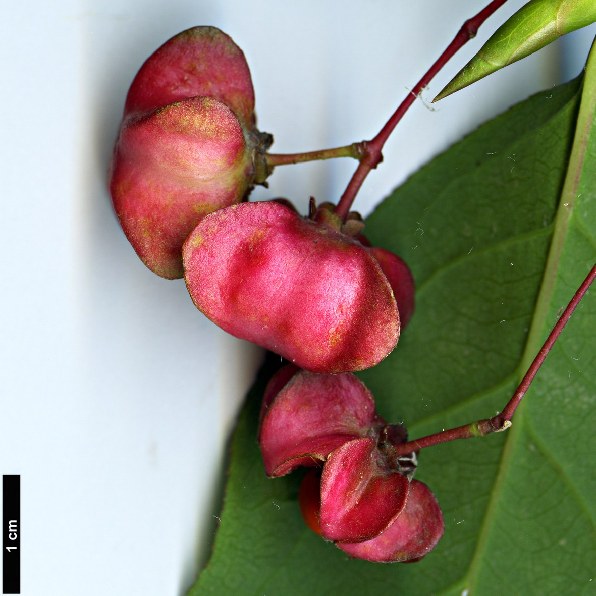 High resolution image: Family: Celastraceae - Genus: Euonymus - Taxon: latifolius