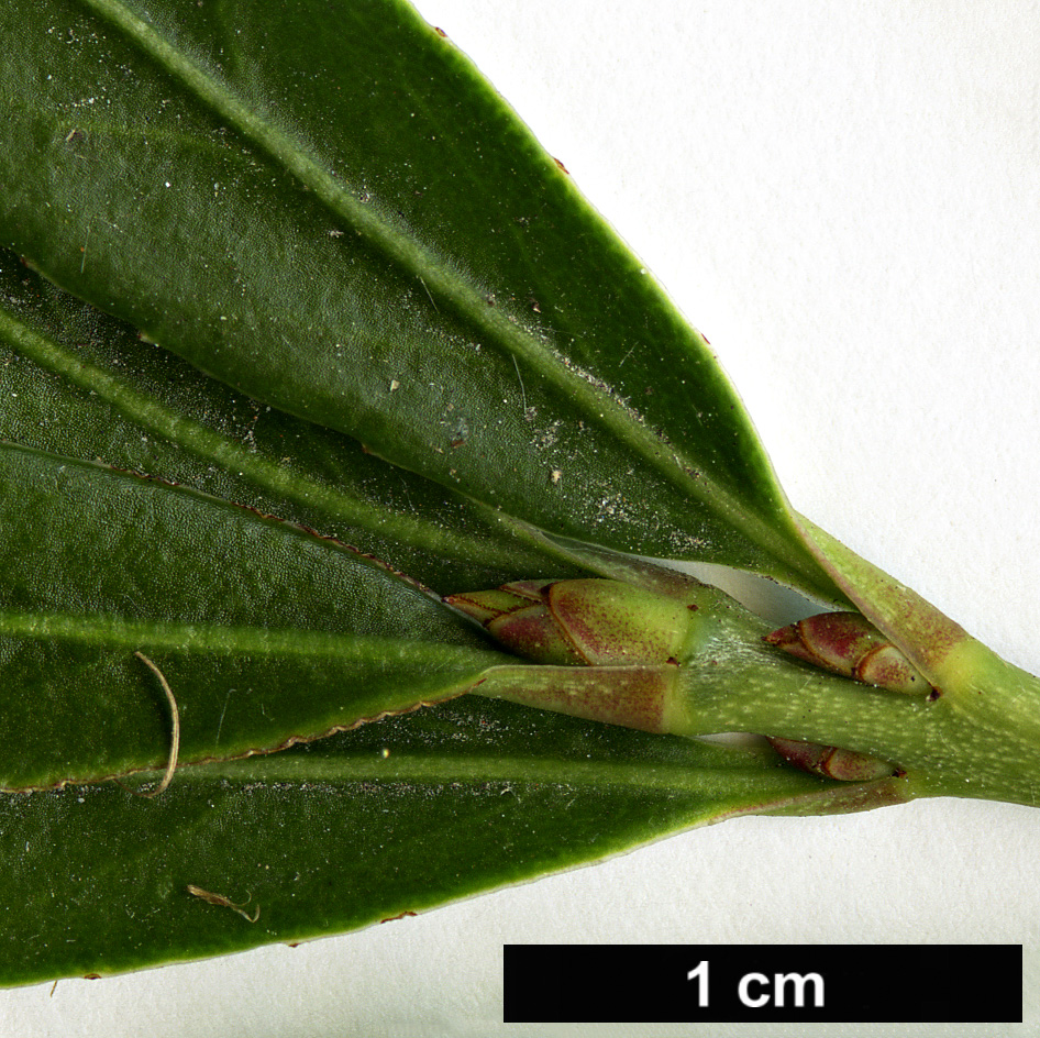 High resolution image: Family: Celastraceae - Genus: Euonymus - Taxon: leonsata