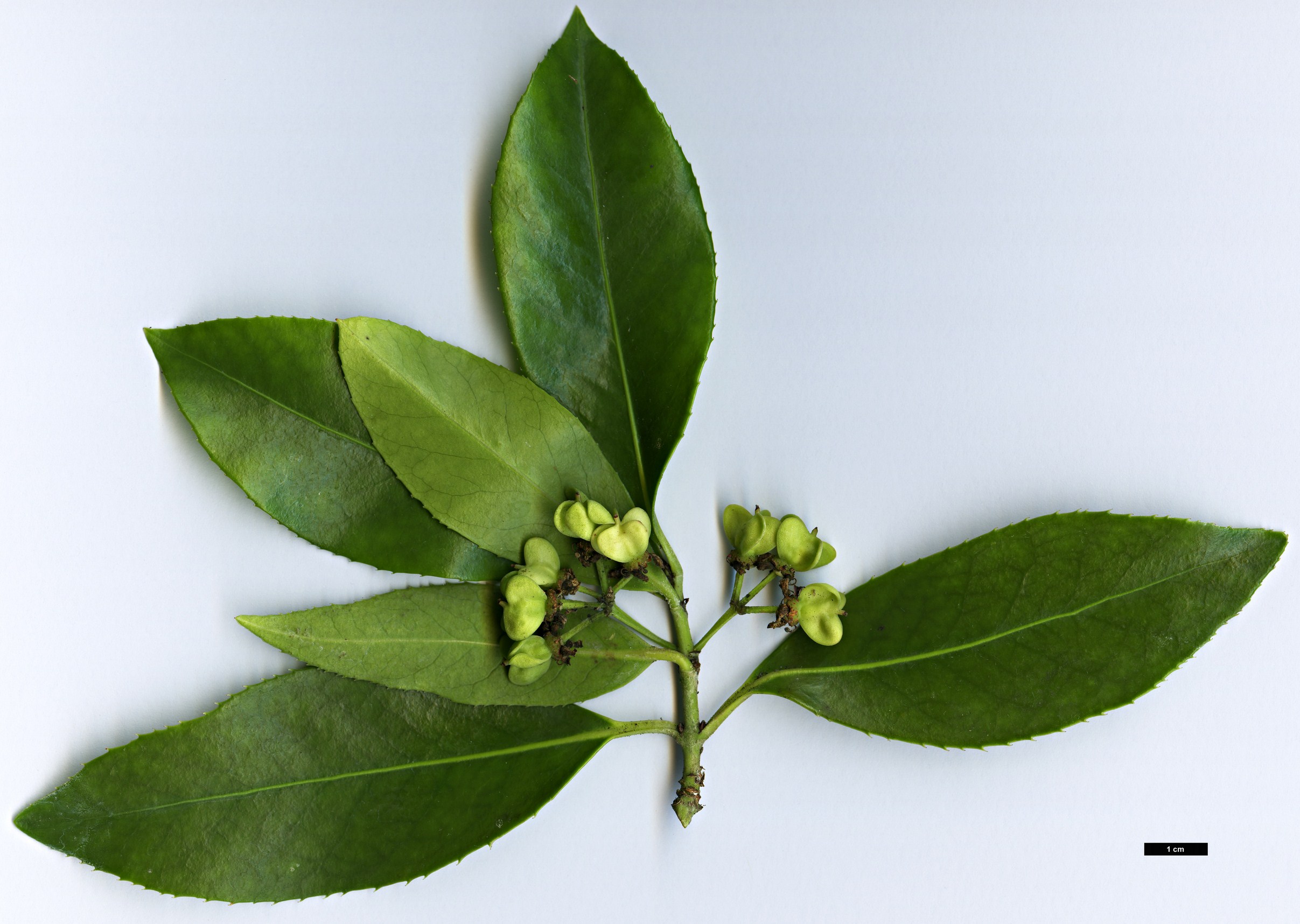 High resolution image: Family: Celastraceae - Genus: Euonymus - Taxon: lucidus