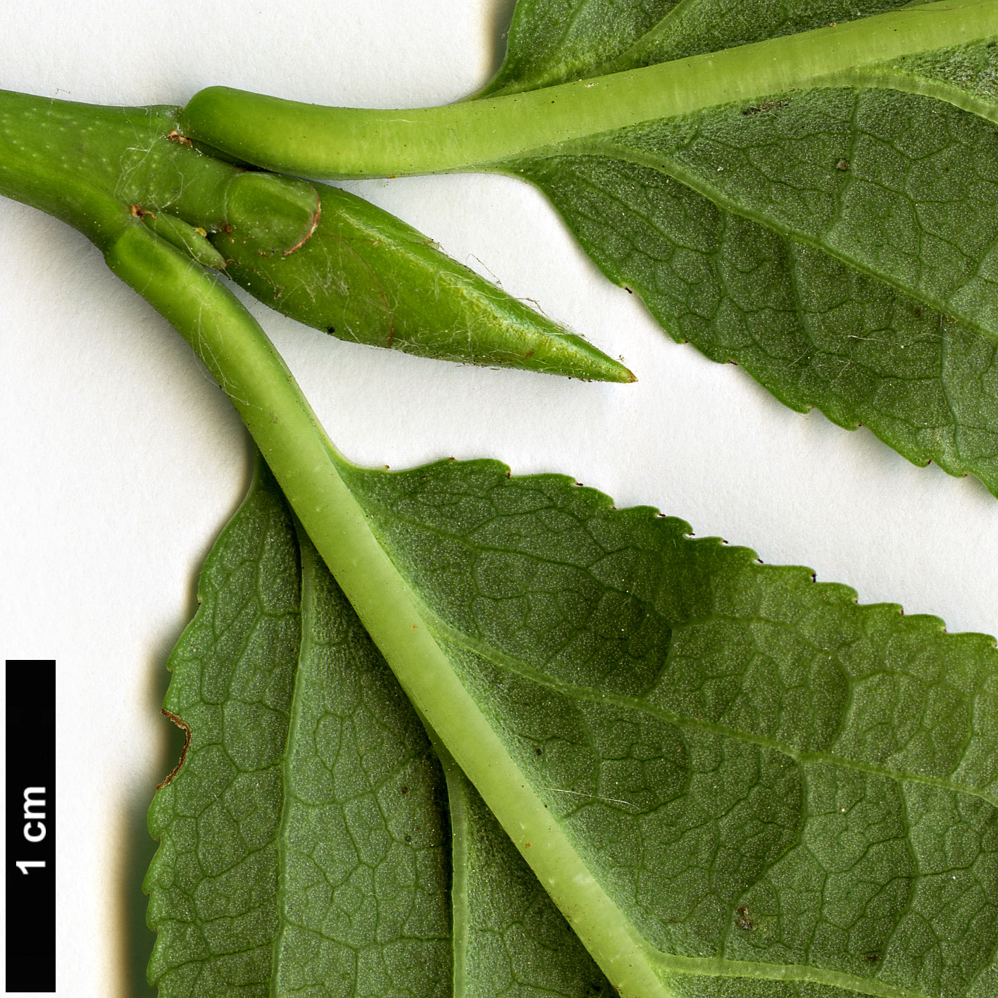 High resolution image: Family: Celastraceae - Genus: Euonymus - Taxon: macropterus