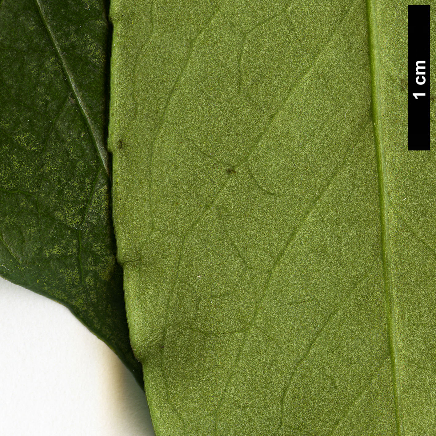 High resolution image: Family: Celastraceae - Genus: Euonymus - Taxon: myrianthus
