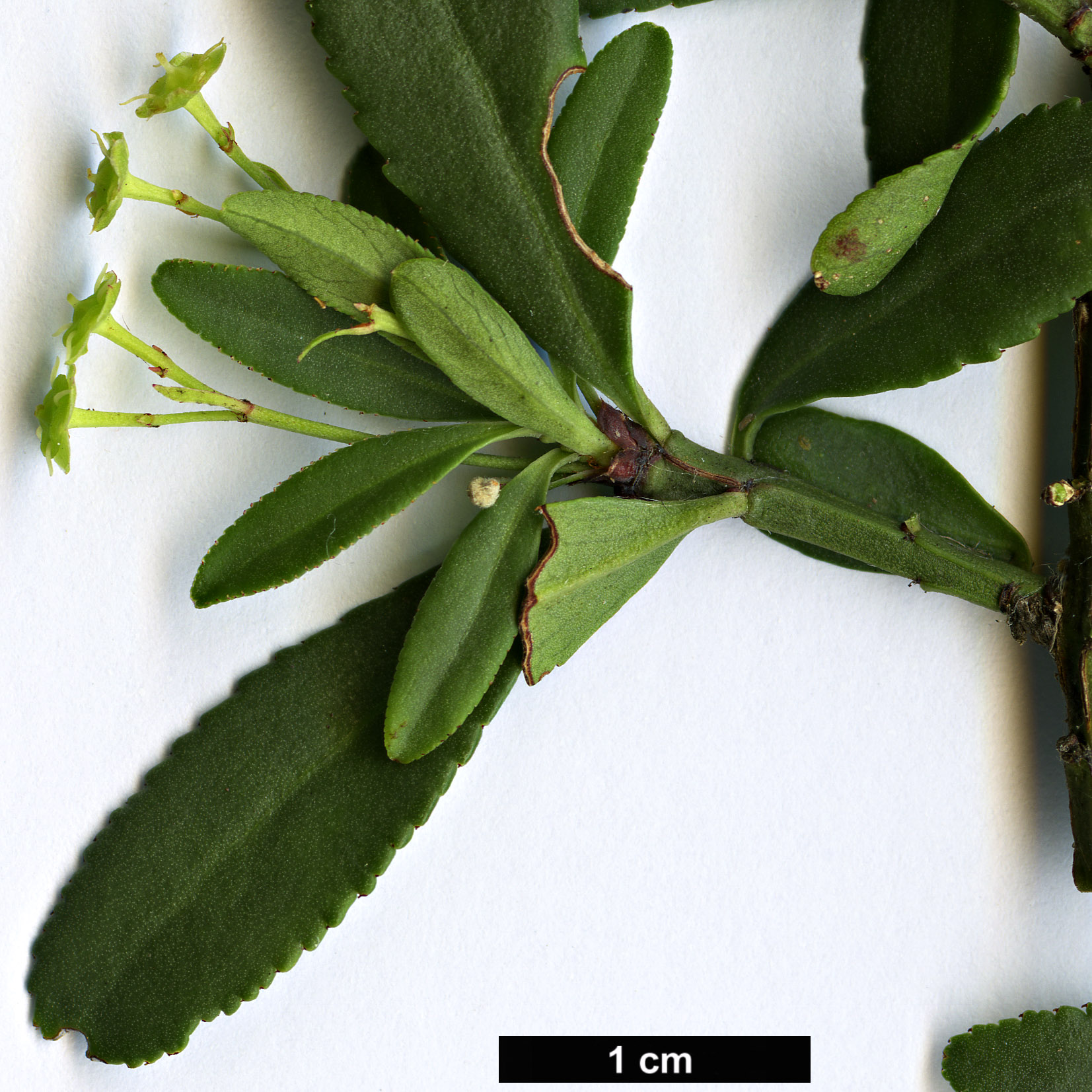 High resolution image: Family: Celastraceae - Genus: Euonymus - Taxon: oresbius