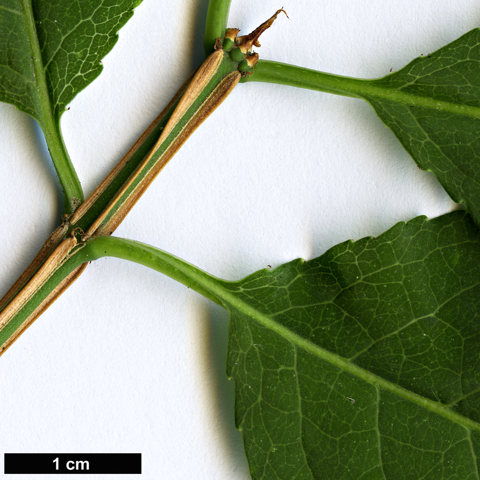 High resolution image: Family: Celastraceae - Genus: Euonymus - Taxon: phellomanus