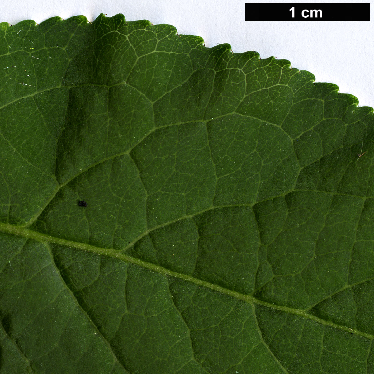 High resolution image: Family: Celastraceae - Genus: Euonymus - Taxon: phellomanus