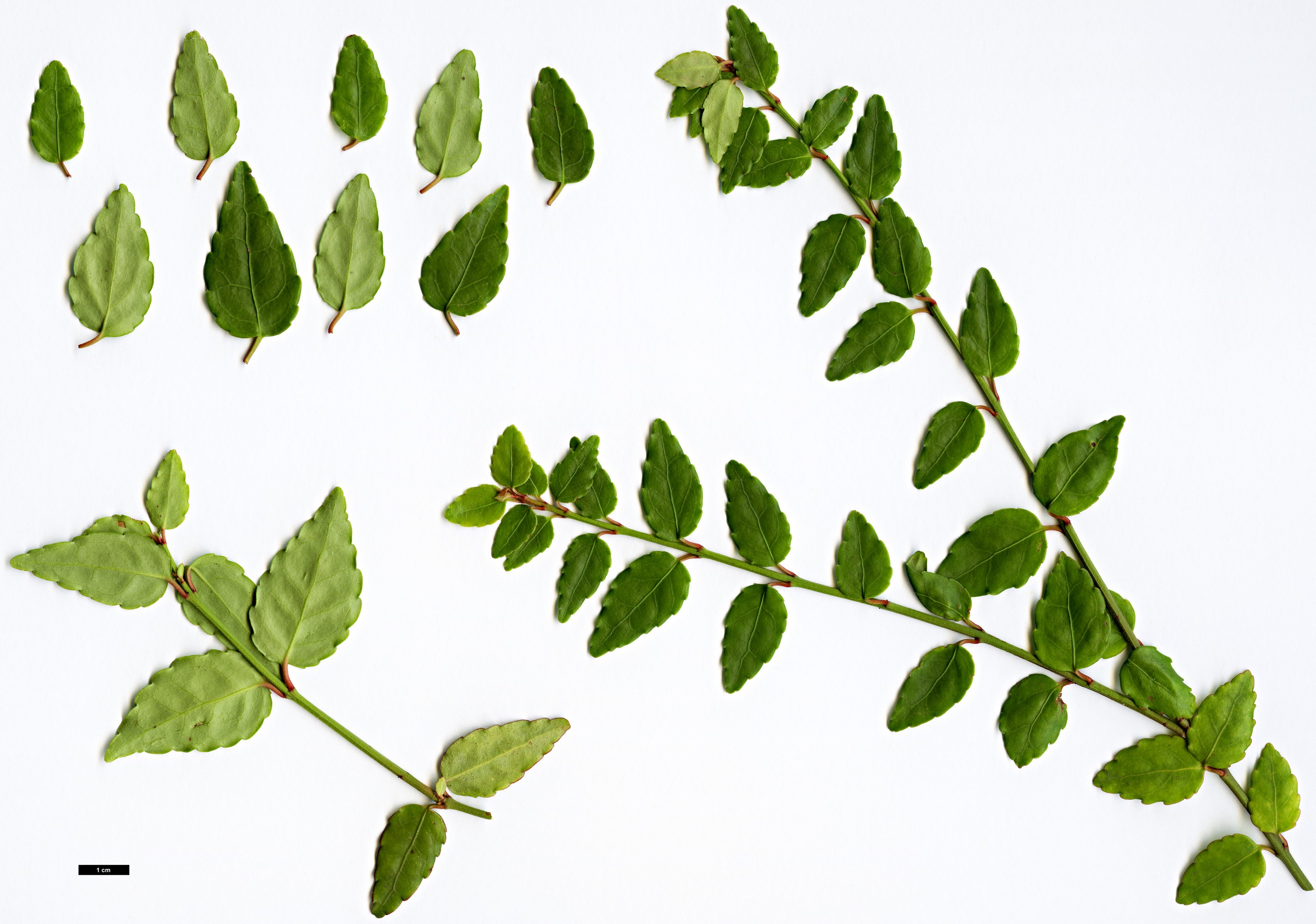 High resolution image: Family: Celastraceae - Genus: Euonymus - Taxon: porphyreus High resolution image: Family: Celastraceae - Genus: Euonymus - Taxon: porphyreus