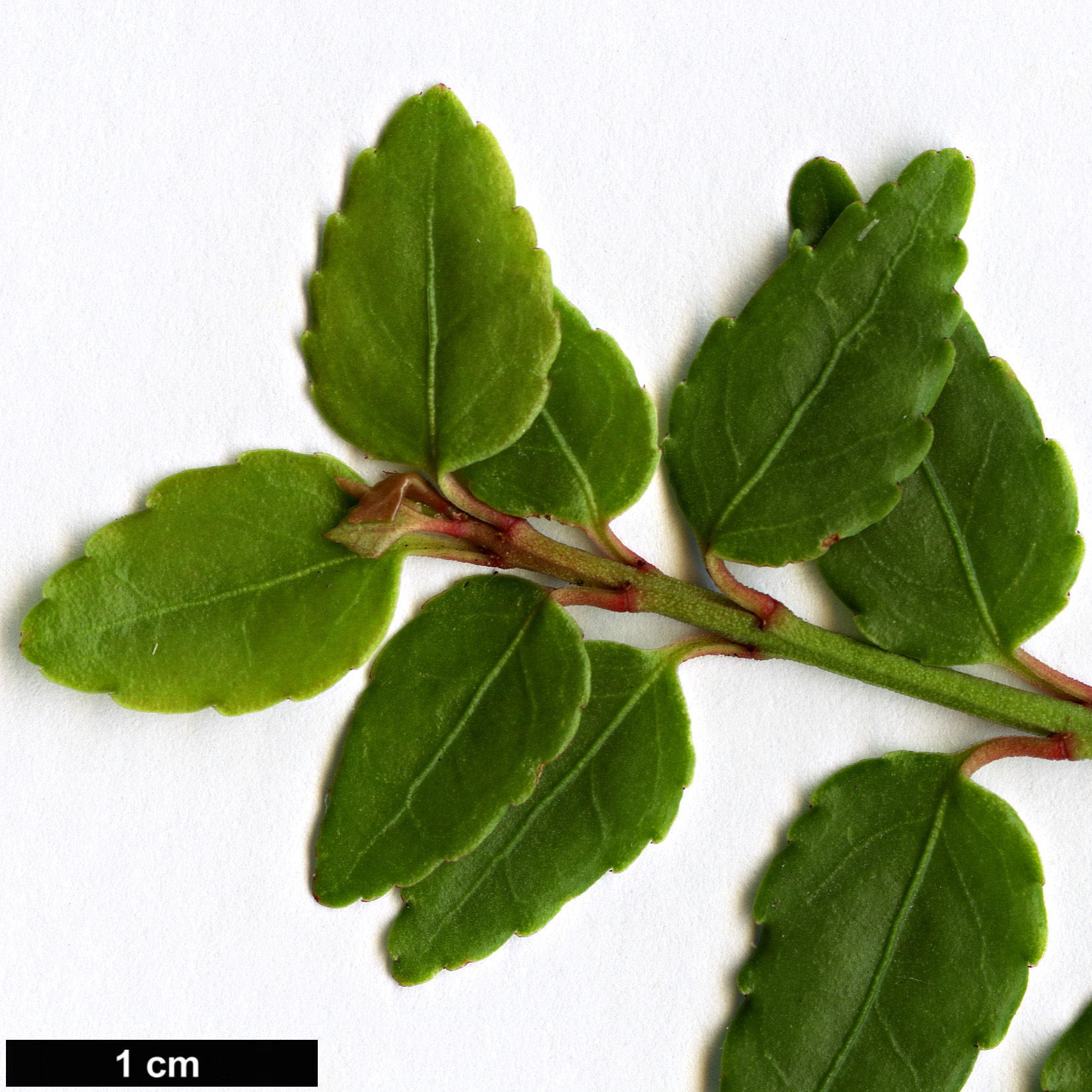 High resolution image: Family: Celastraceae - Genus: Euonymus - Taxon: porphyreus High resolution image: Family: Celastraceae - Genus: Euonymus - Taxon: porphyreus