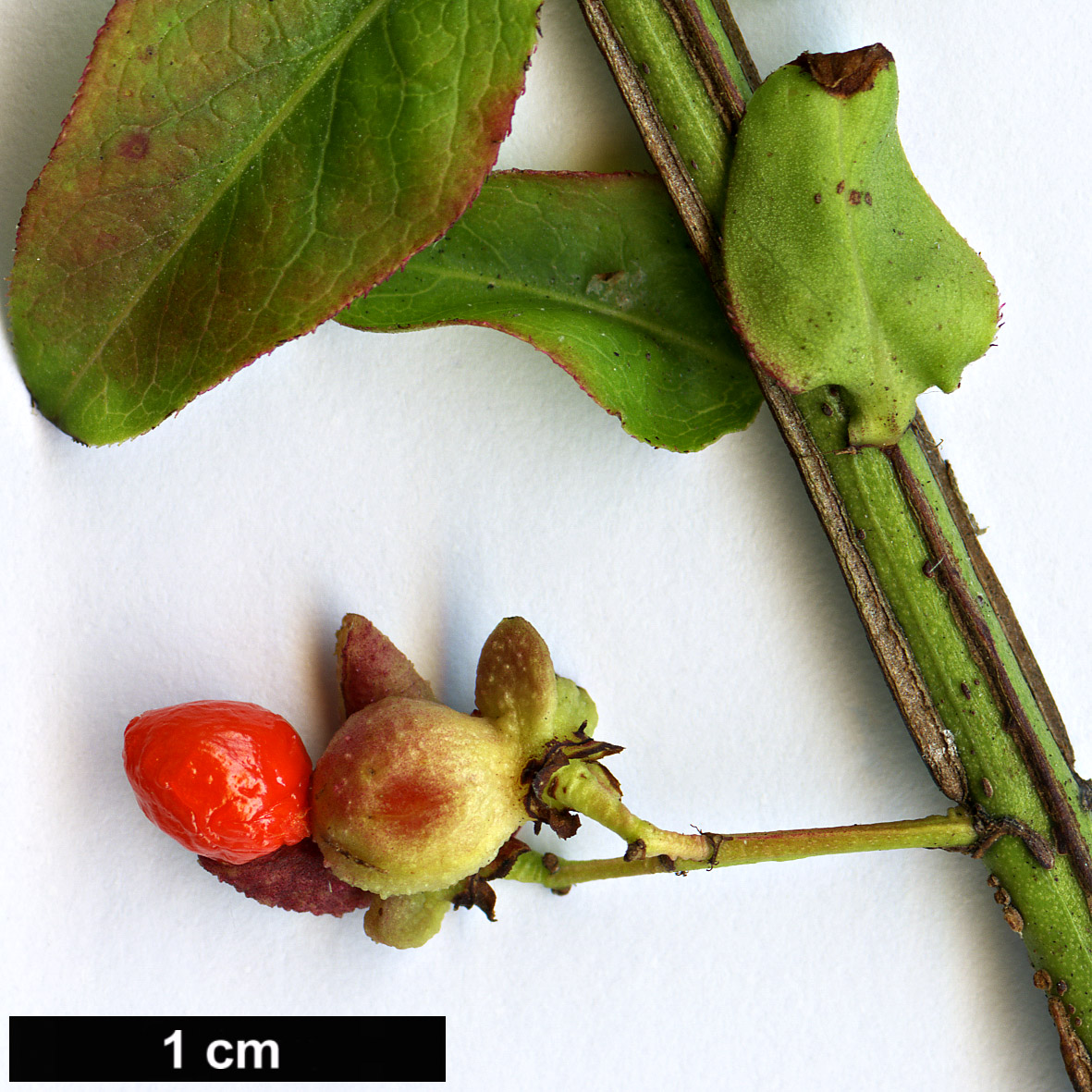 High resolution image: Family: Celastraceae - Genus: Euonymus - Taxon: sacrosanctus