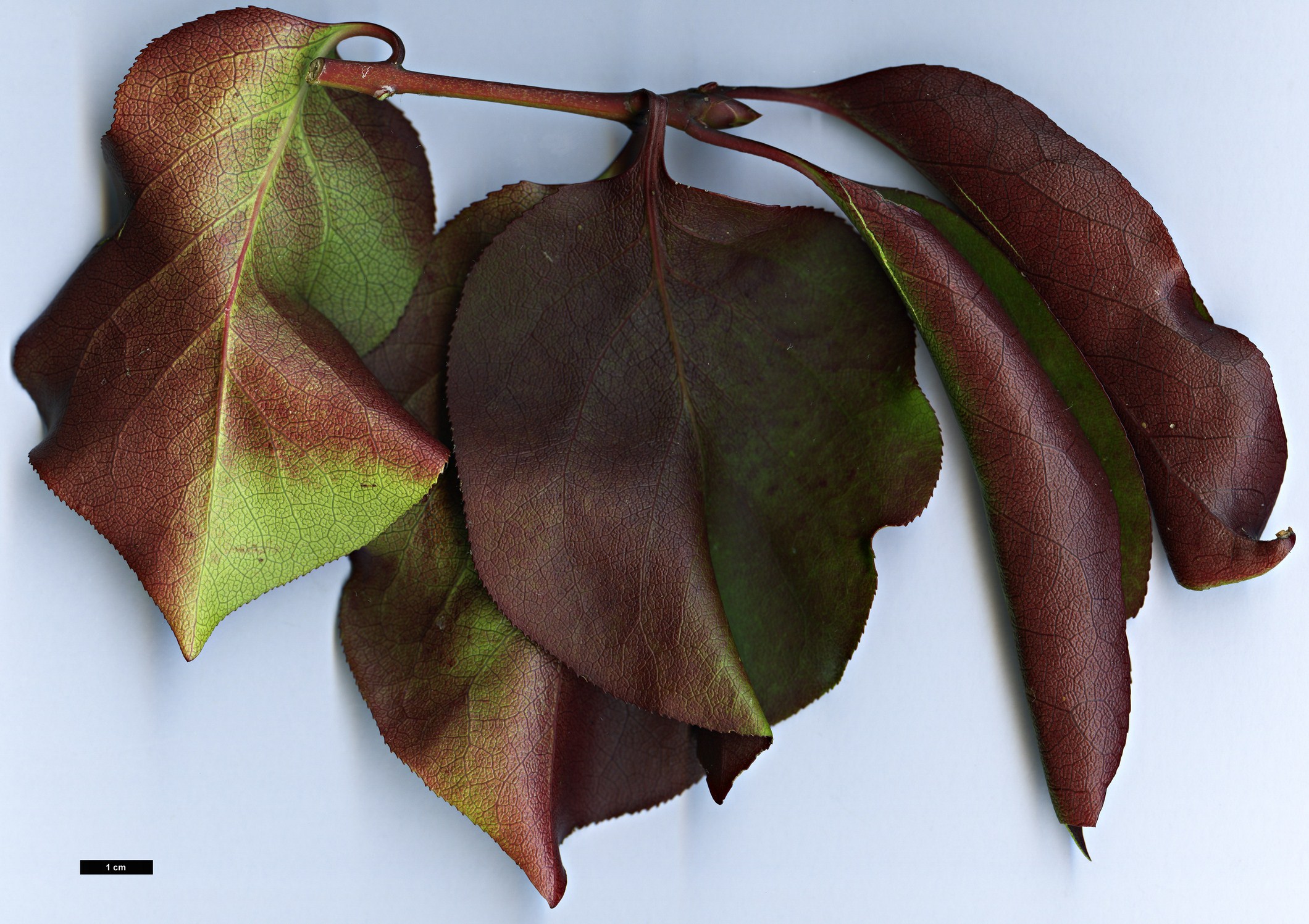 High resolution image: Family: Celastraceae - Genus: Euonymus - Taxon: sanguineus