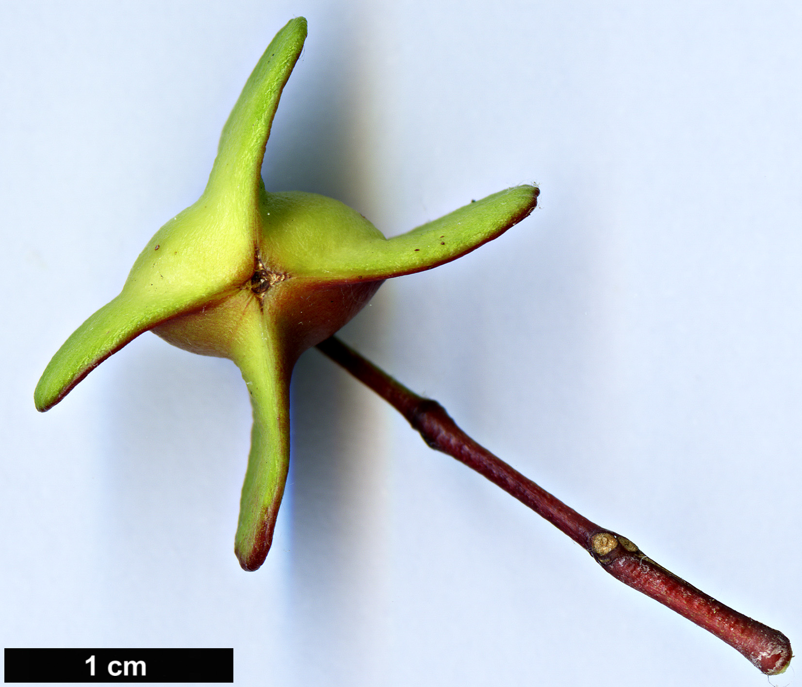 High resolution image: Family: Celastraceae - Genus: Euonymus - Taxon: sanguineus
