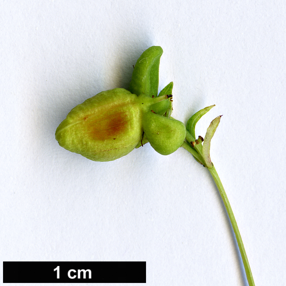 High resolution image: Family: Celastraceae - Genus: Euonymus - Taxon: semenovii