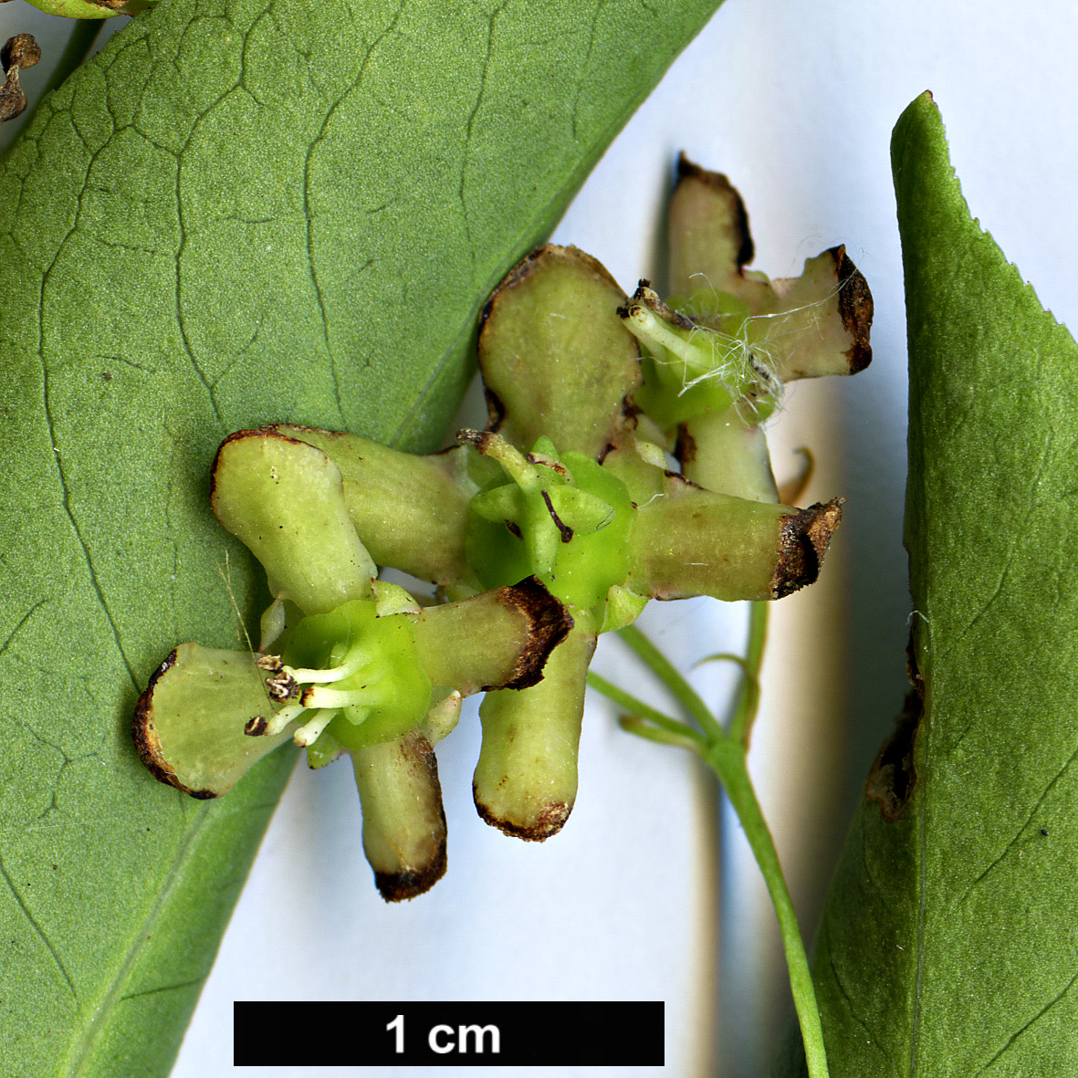 High resolution image: Family: Celastraceae - Genus: Euonymus - Taxon: semenovii