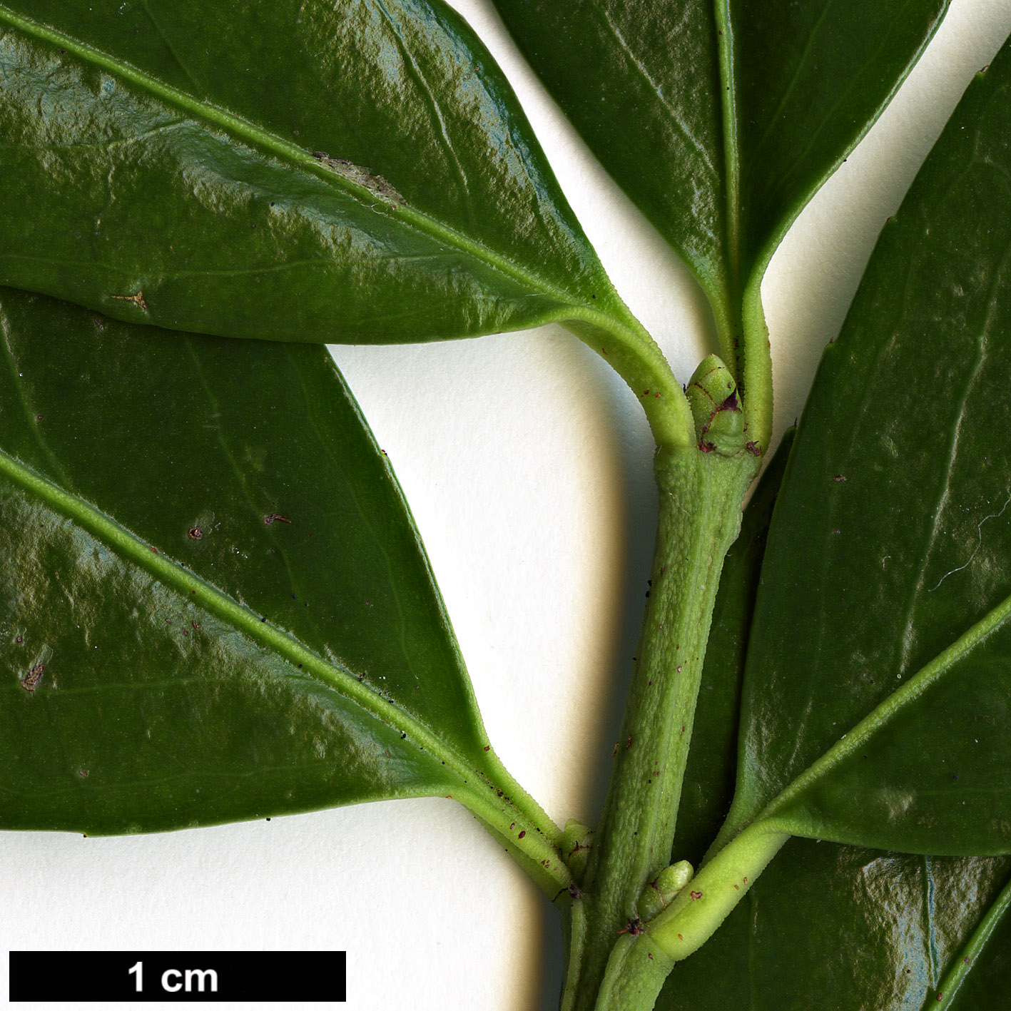 High resolution image: Family: Celastraceae - Genus: Euonymus - Taxon: spraguei