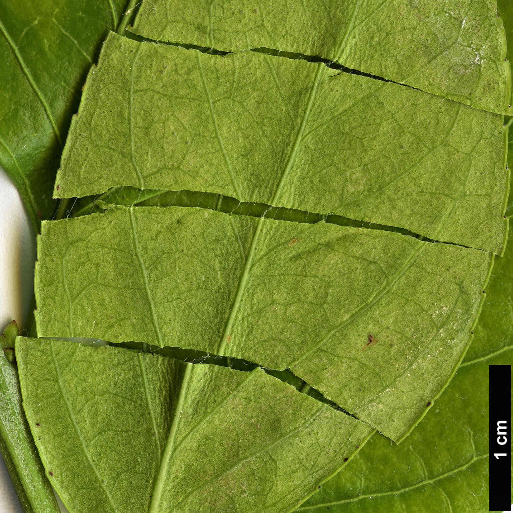 High resolution image: Family: Celastraceae - Genus: Euonymus - Taxon: tonkinensis