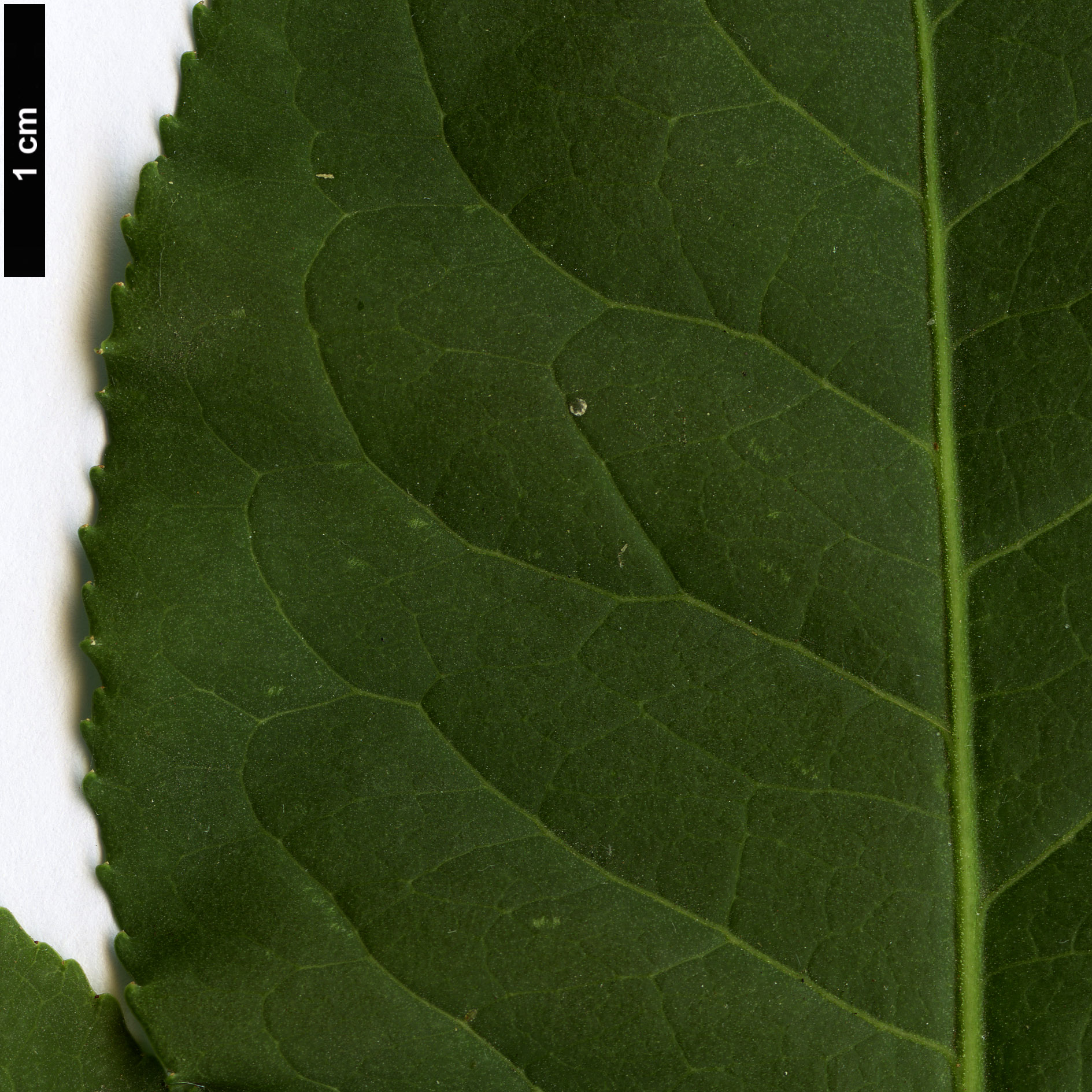 High resolution image: Family: Celastraceae - Genus: Euonymus - Taxon: trapococcus