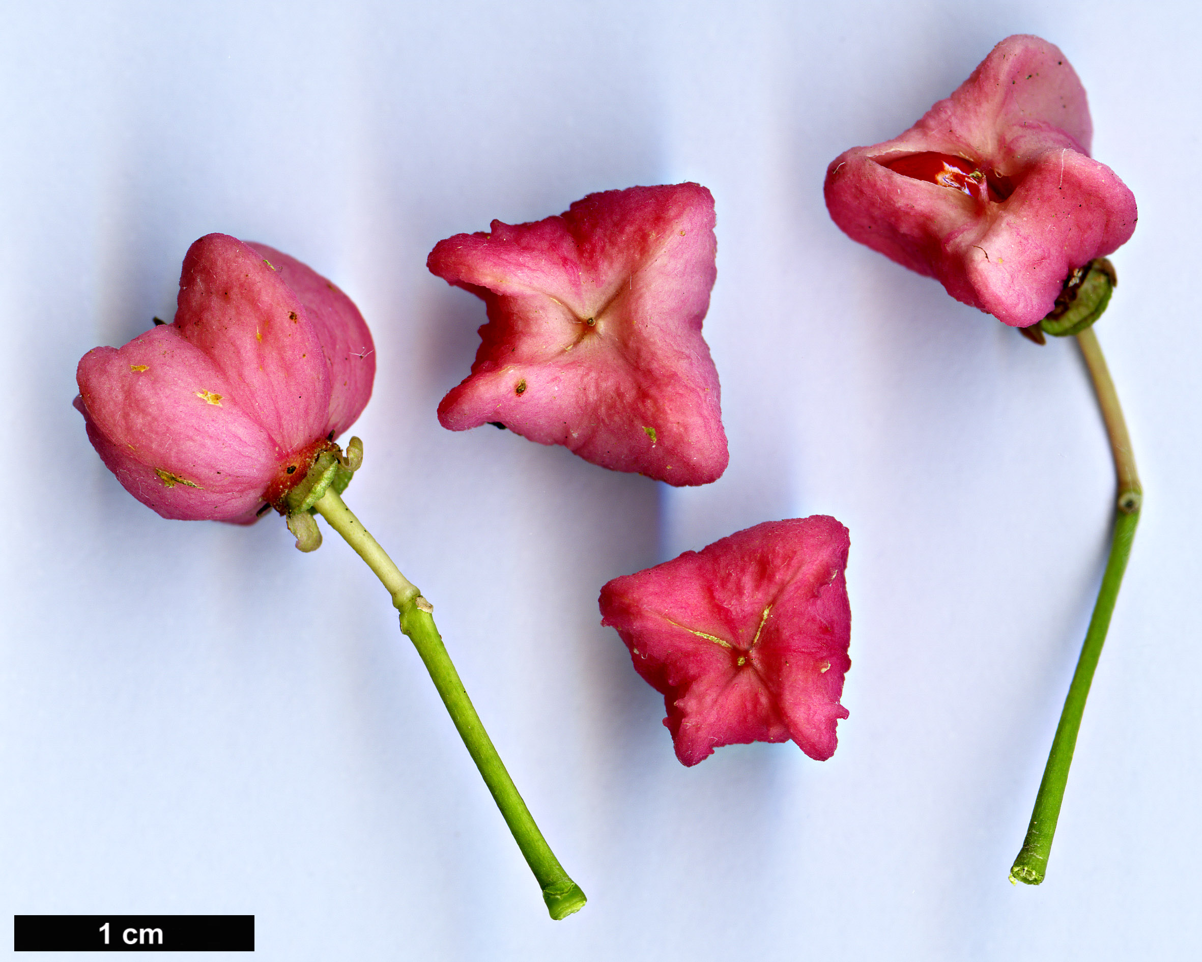 High resolution image: Family: Celastraceae - Genus: Euonymus - Taxon: trapococcus