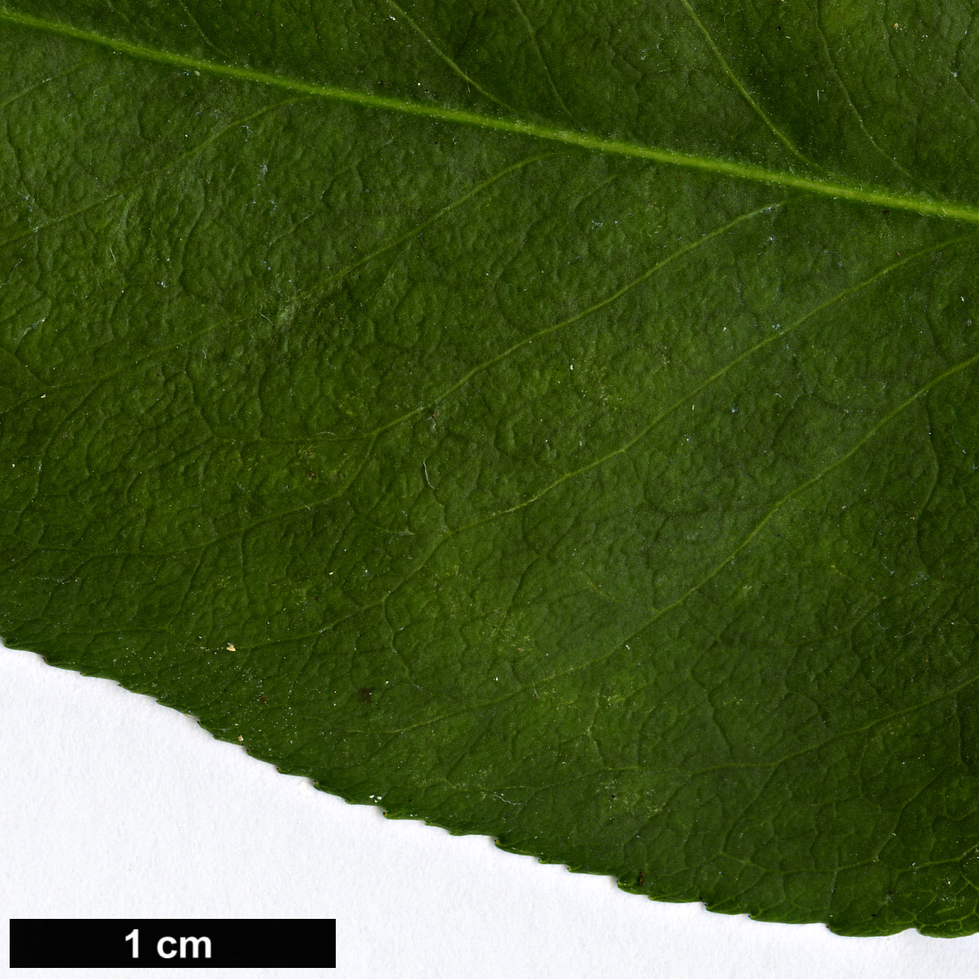 High resolution image: Family: Celastraceae - Genus: Euonymus - Taxon: verrucosoides