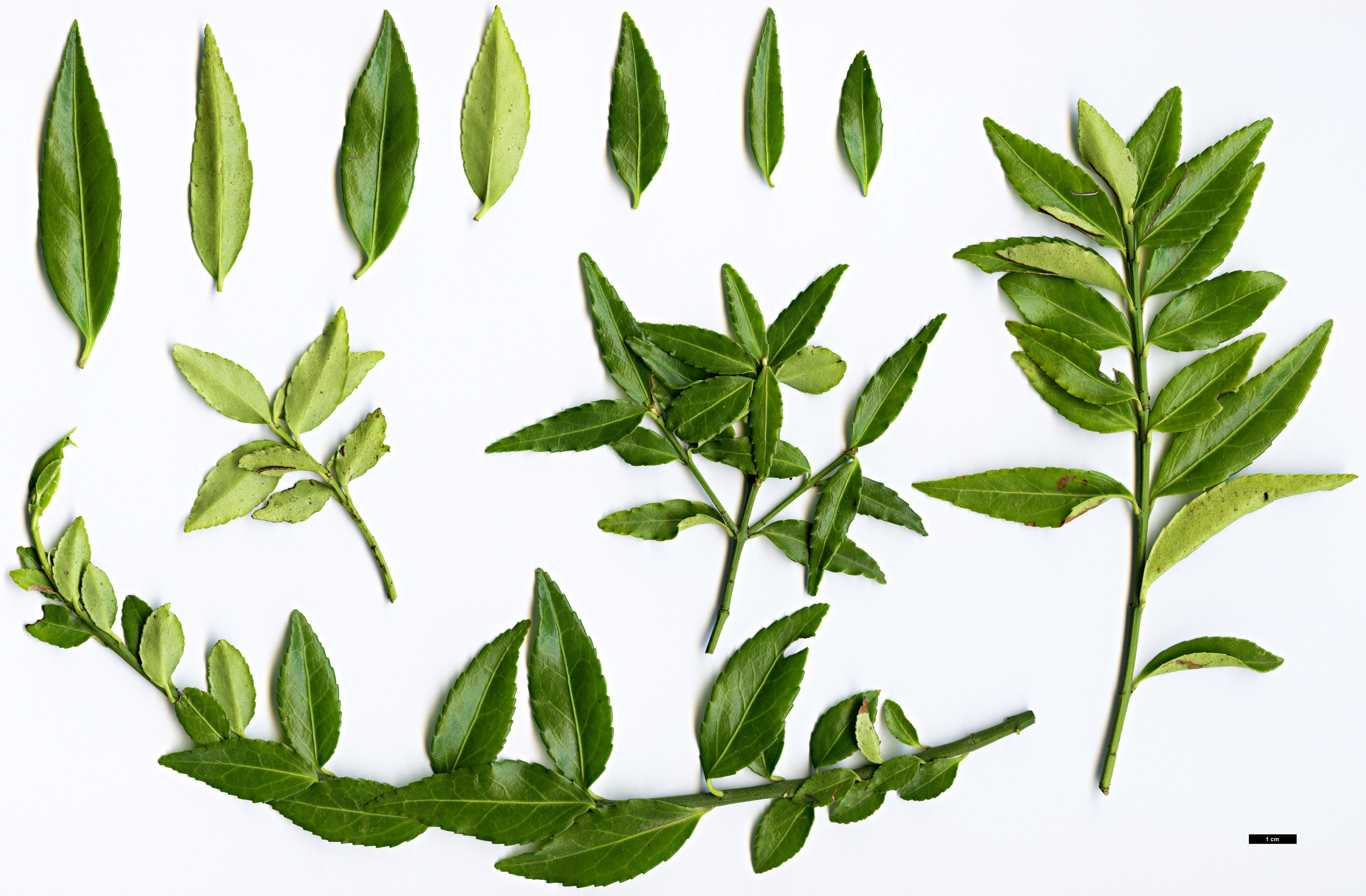 High resolution image: Family: Celastraceae - Genus: Euonymus - Taxon: yunnanensis High resolution image: Family: Celastraceae - Genus: Euonymus - Taxon: yunnanensis