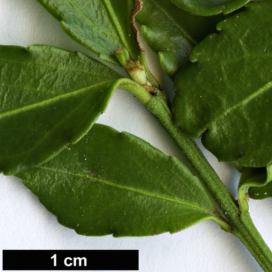 High resolution image: Family: Celastraceae - Genus: Euonymus - Taxon: yunnanensis High resolution image: Family: Celastraceae - Genus: Euonymus - Taxon: yunnanensis