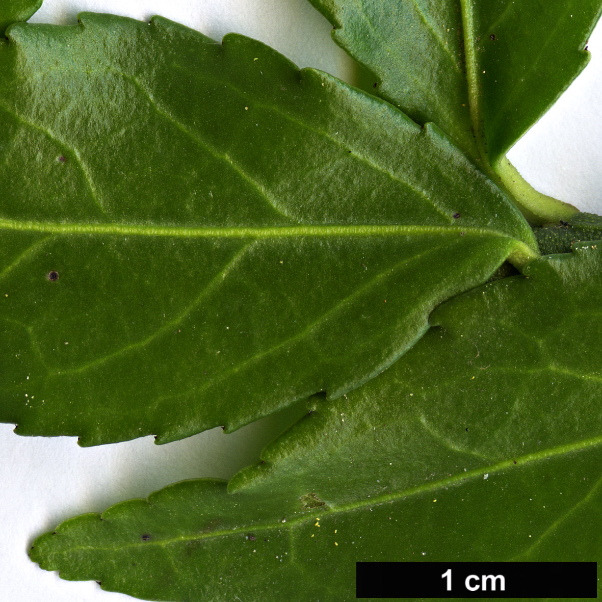 High resolution image: Family: Celastraceae - Genus: Euonymus - Taxon: yunnanensis High resolution image: Family: Celastraceae - Genus: Euonymus - Taxon: yunnanensis