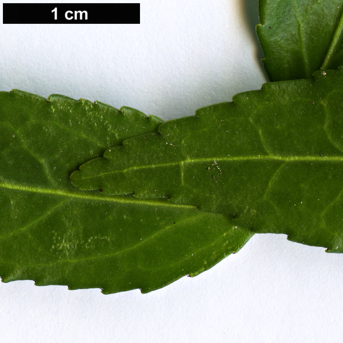 High resolution image: Family: Celastraceae - Genus: Euonymus - Taxon: yunnanensis High resolution image: Family: Celastraceae - Genus: Euonymus - Taxon: yunnanensis