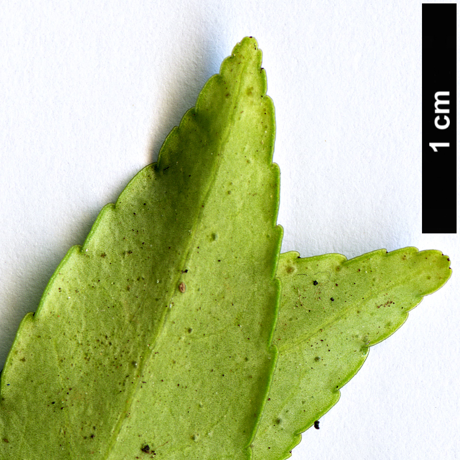 High resolution image: Family: Celastraceae - Genus: Euonymus - Taxon: yunnanensis