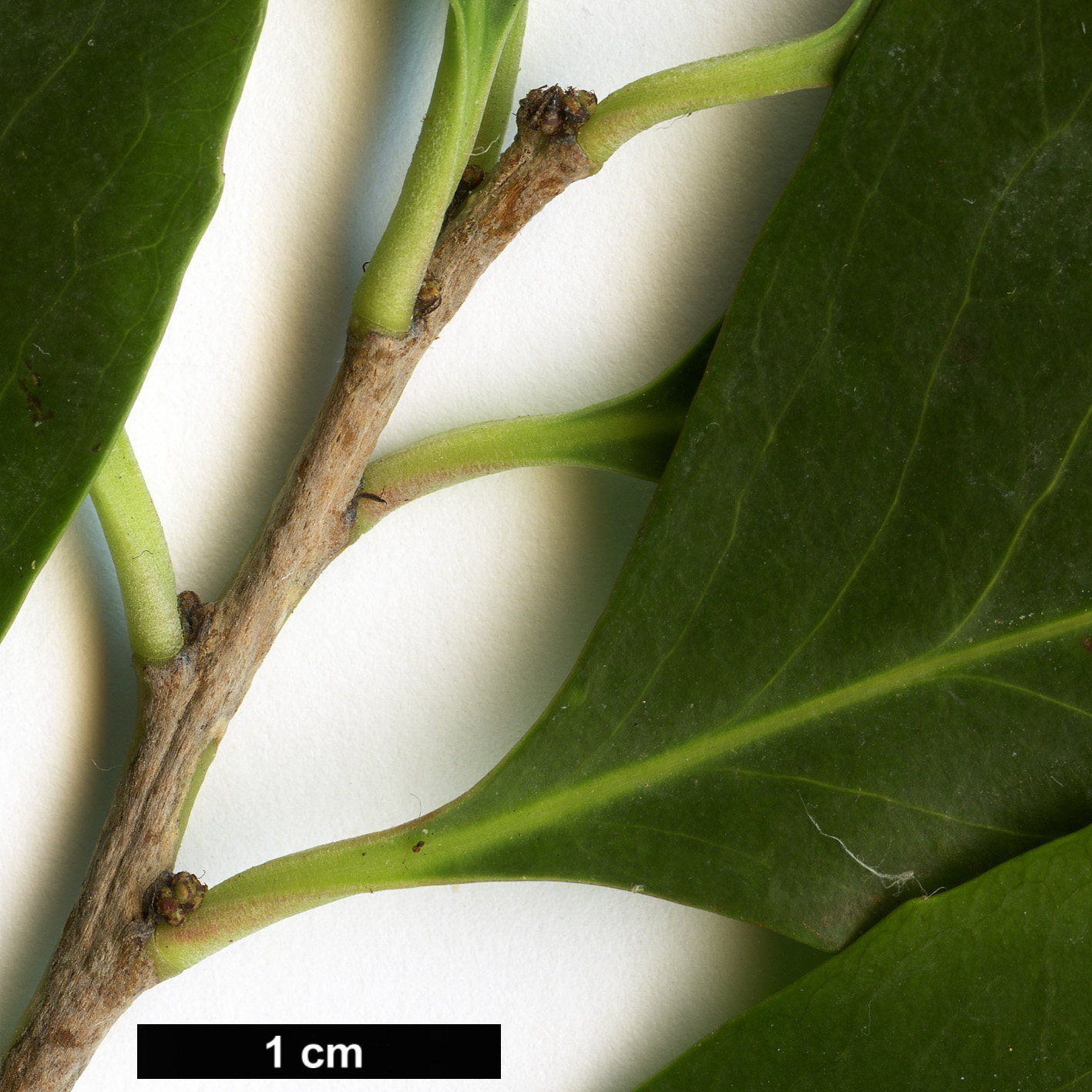 High resolution image: Family: Celastraceae - Genus: Gymnosporia - Taxon: cassinoides
