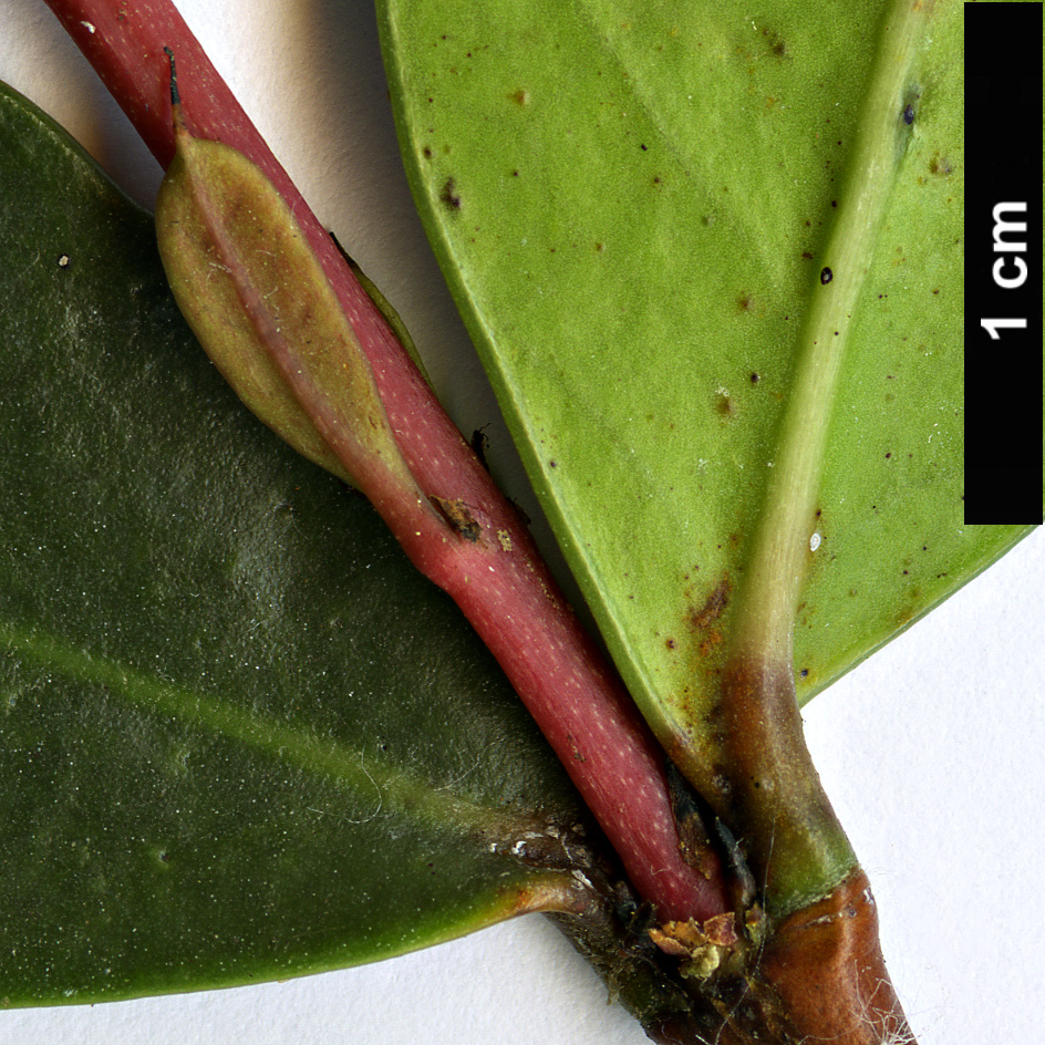 High resolution image: Family: Celastraceae - Genus: Maurocenia - Taxon: frangula
