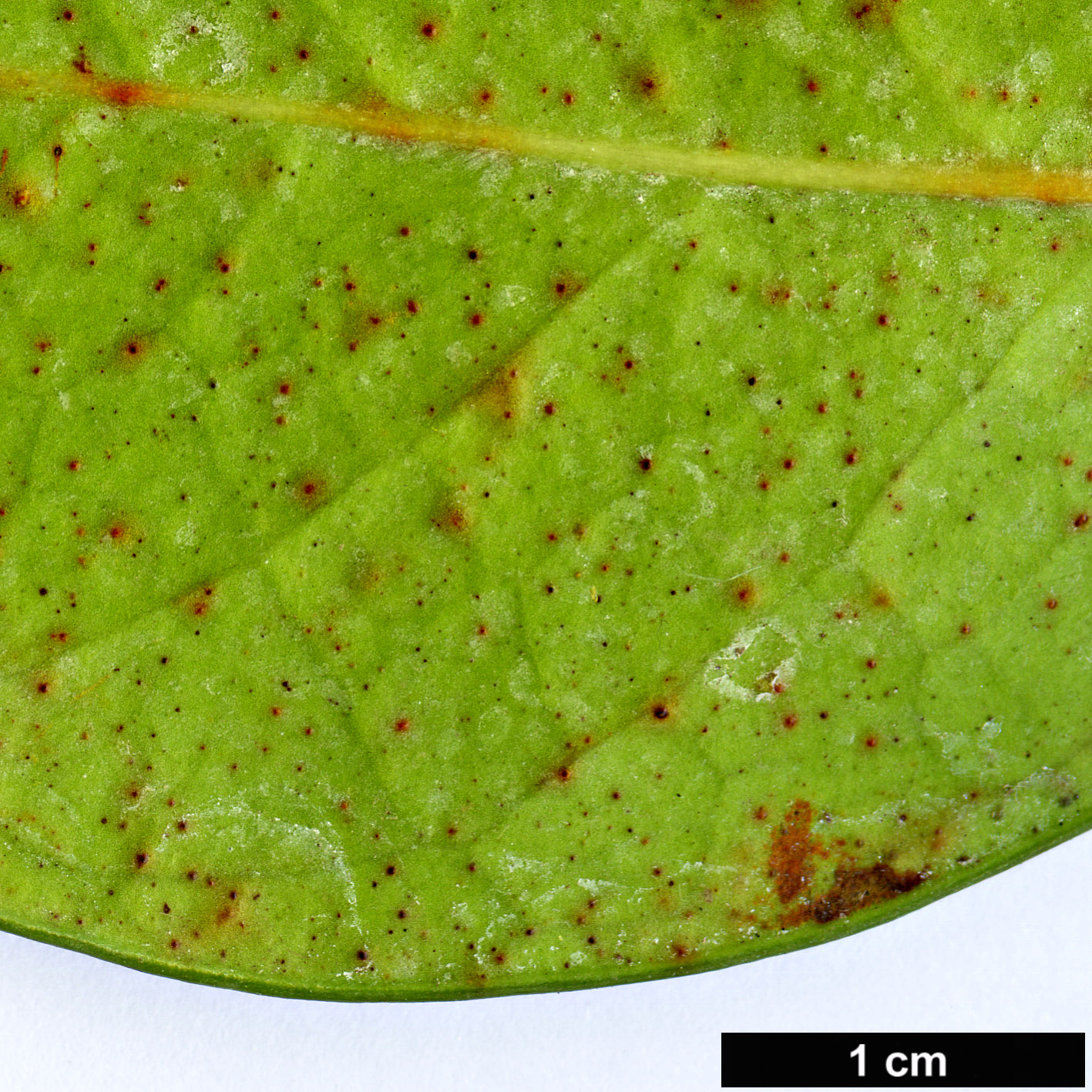High resolution image: Family: Celastraceae - Genus: Maurocenia - Taxon: frangula